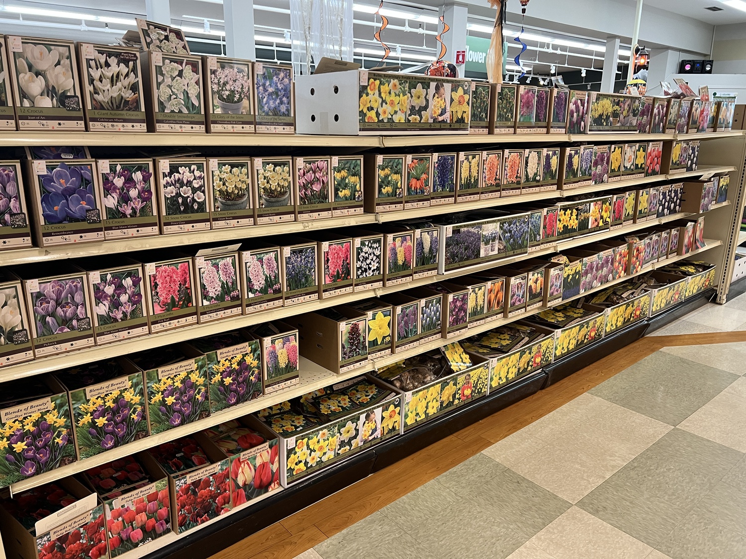 Never buy forcing bulbs in bulk bags or in discount stores with rows and rows of boxes of bulbs. The boxes of bulbs in our better East End garden centers may look the same but the bulbs tend to be larger, fresher, of better quality and will be more reliable.  ANDREW MESSINGER
