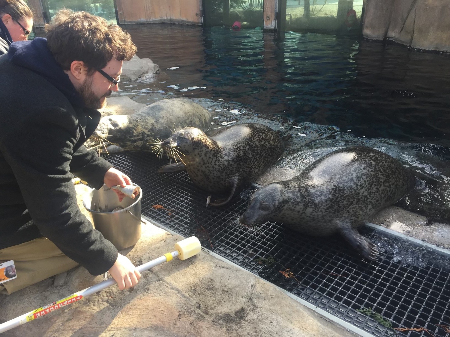 Dennis Michels with gray and harbor seals.