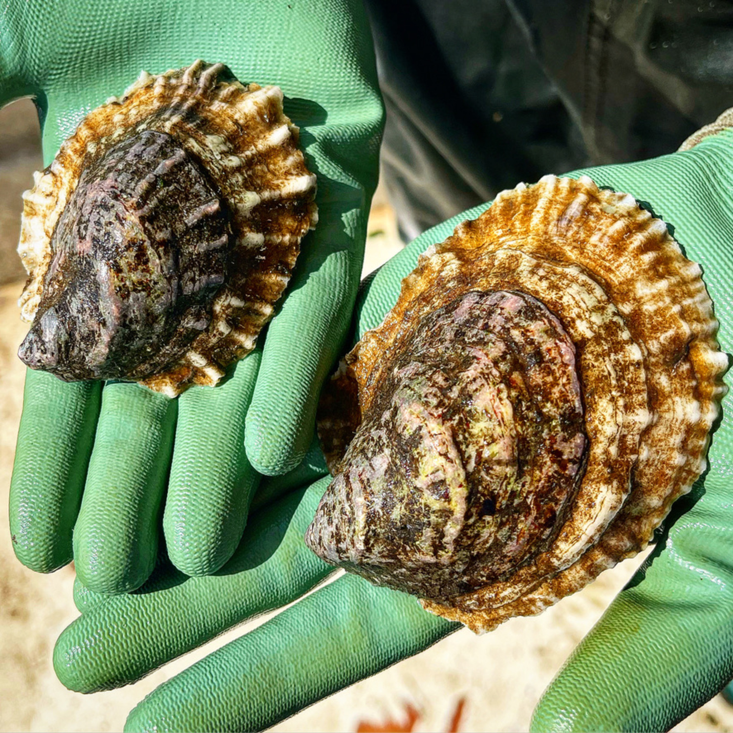 Great Gun oysters. COURTESY GREAT FUN SHELLFISH