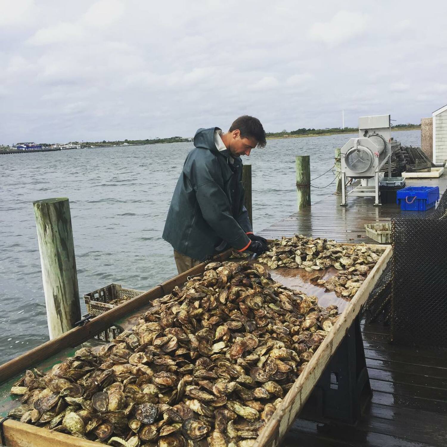 Long Island Oyster Week will support Half Shells for Habitat, which collects waste oyster shells from restaurants and returns them to estuarine waters through oyster restoration and other habitat improvement projects. COURTESY HALF SHELLS FOR HABITAT