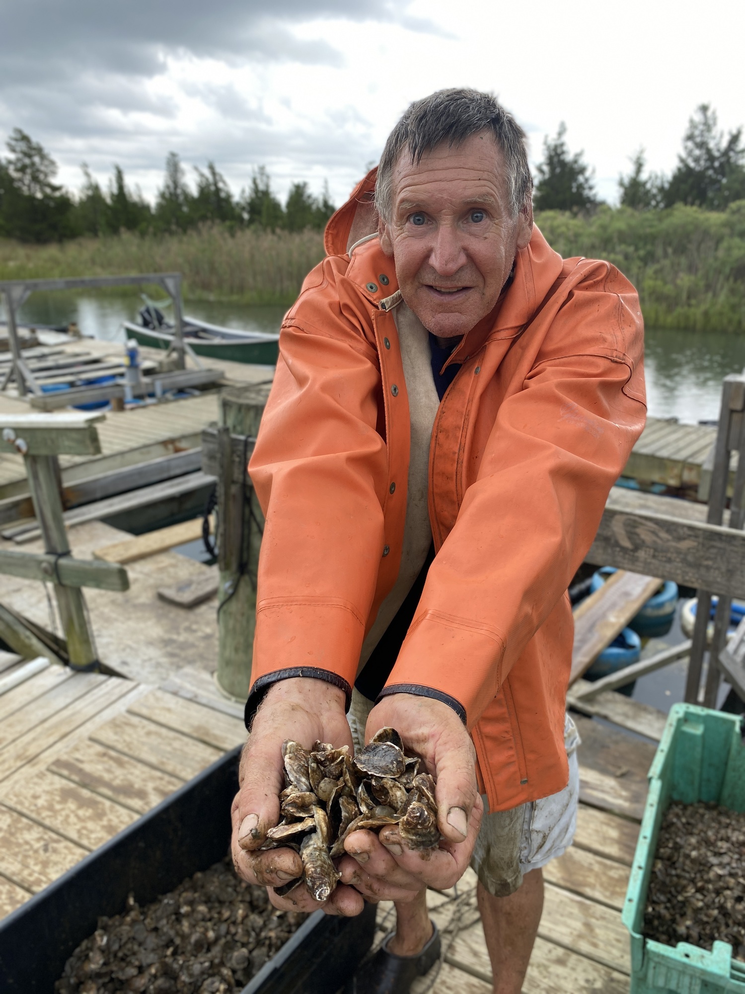 Kim Tetrault, community aquaculture specialist with Cornell Cooperative Extension, with small oysters. KIM COVELL