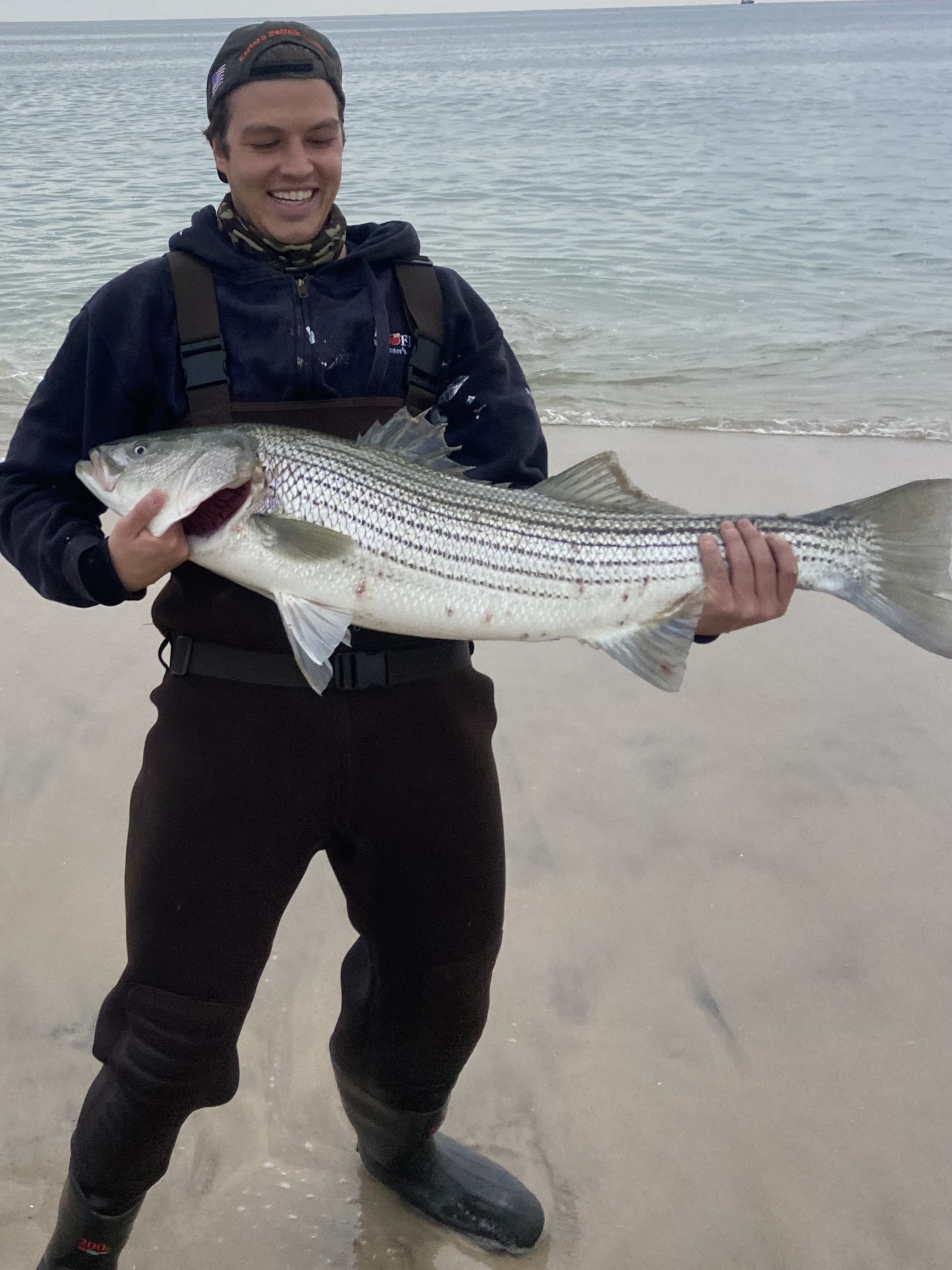 Stripers like this one beached recently by Dominick Tocci are moving along the South Shore now.  MARK BORUCKE