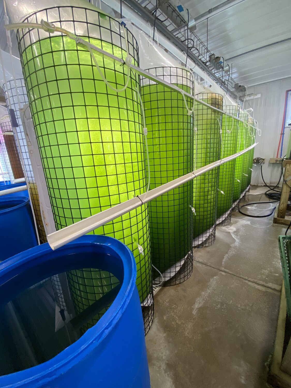 Tanks with algae where the oyster seeds grow. kim covell