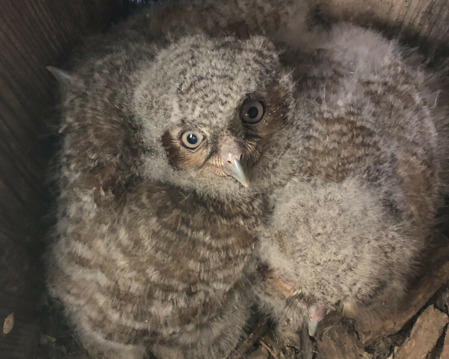 Alfie's owlets at 17 days old. CARL SAFINA