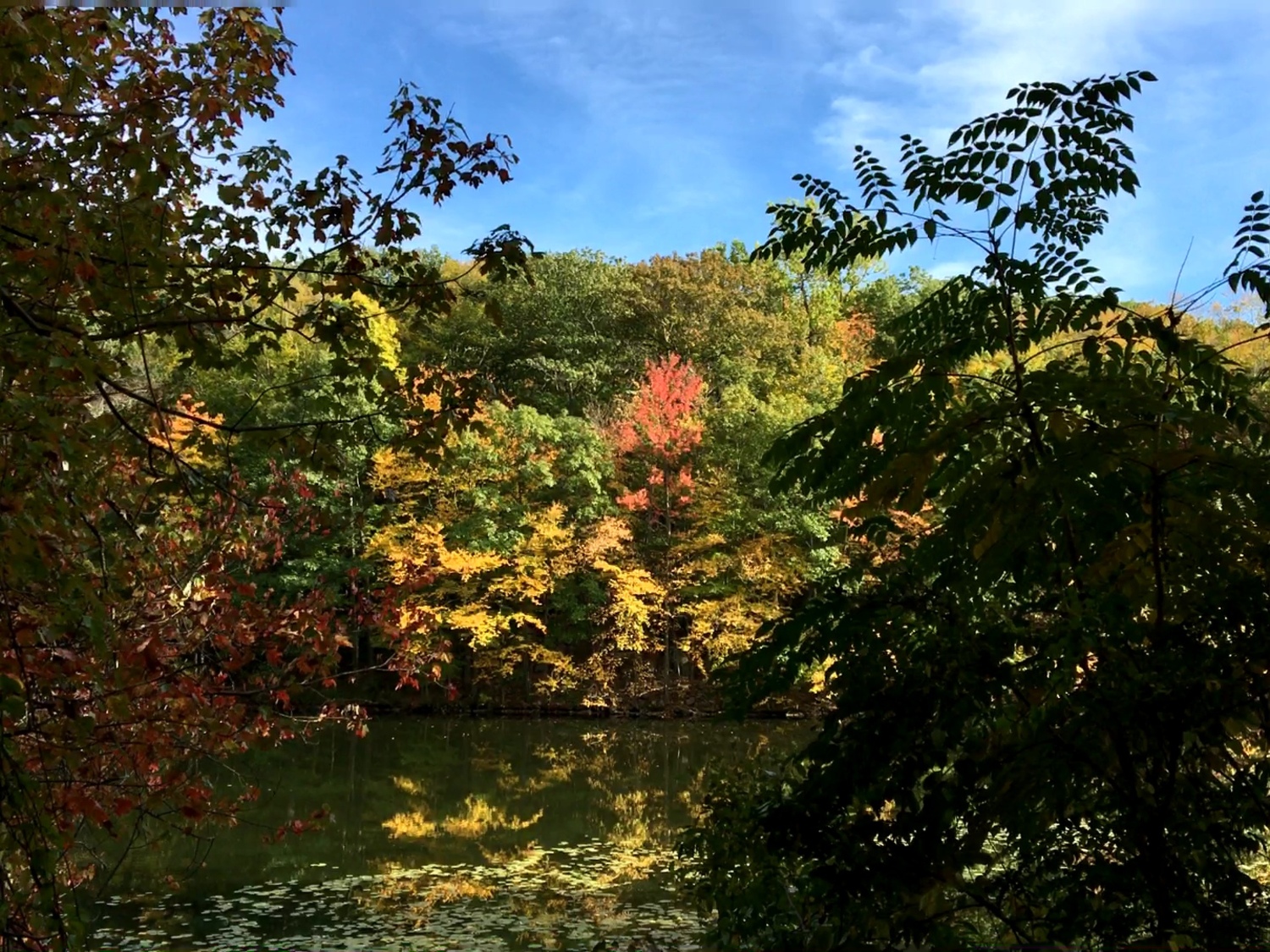 Leaves changing colors at the Rockefeller State Park Preserve in Pleasantville, New York, in October 2017.   DREW BUDD