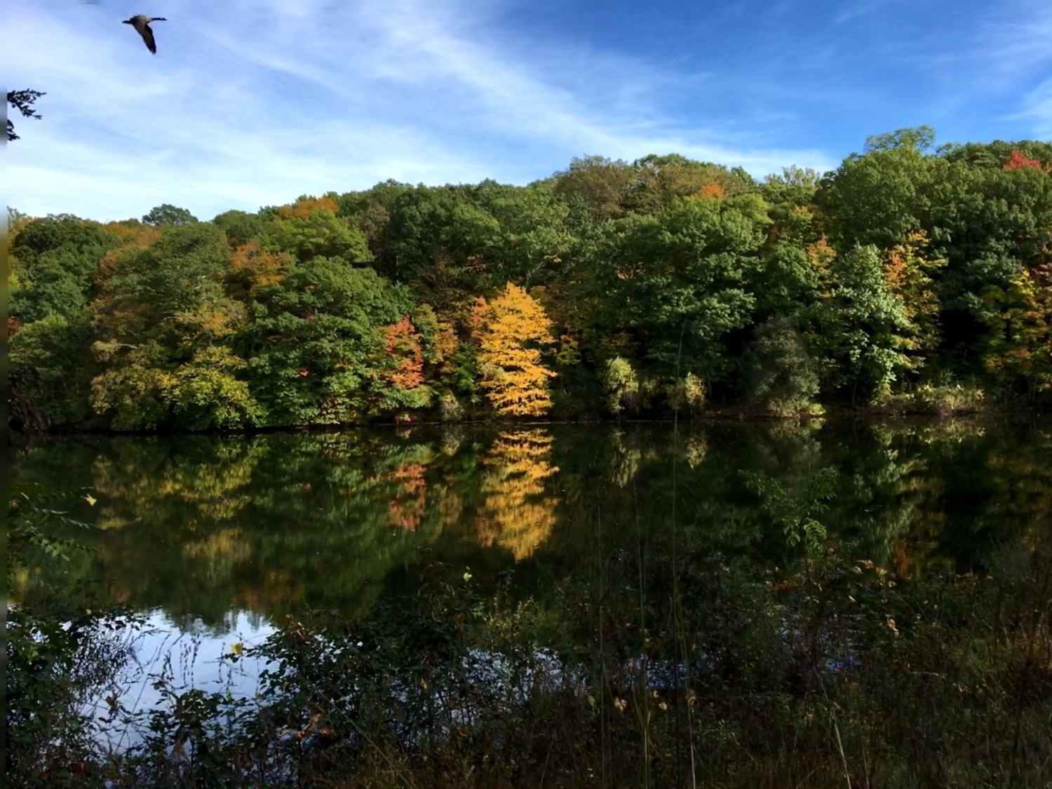 Leaves changing colors at the Rockefeller State Park Preserve in Pleasantville, New York, in October 2017.   DREW BUDD