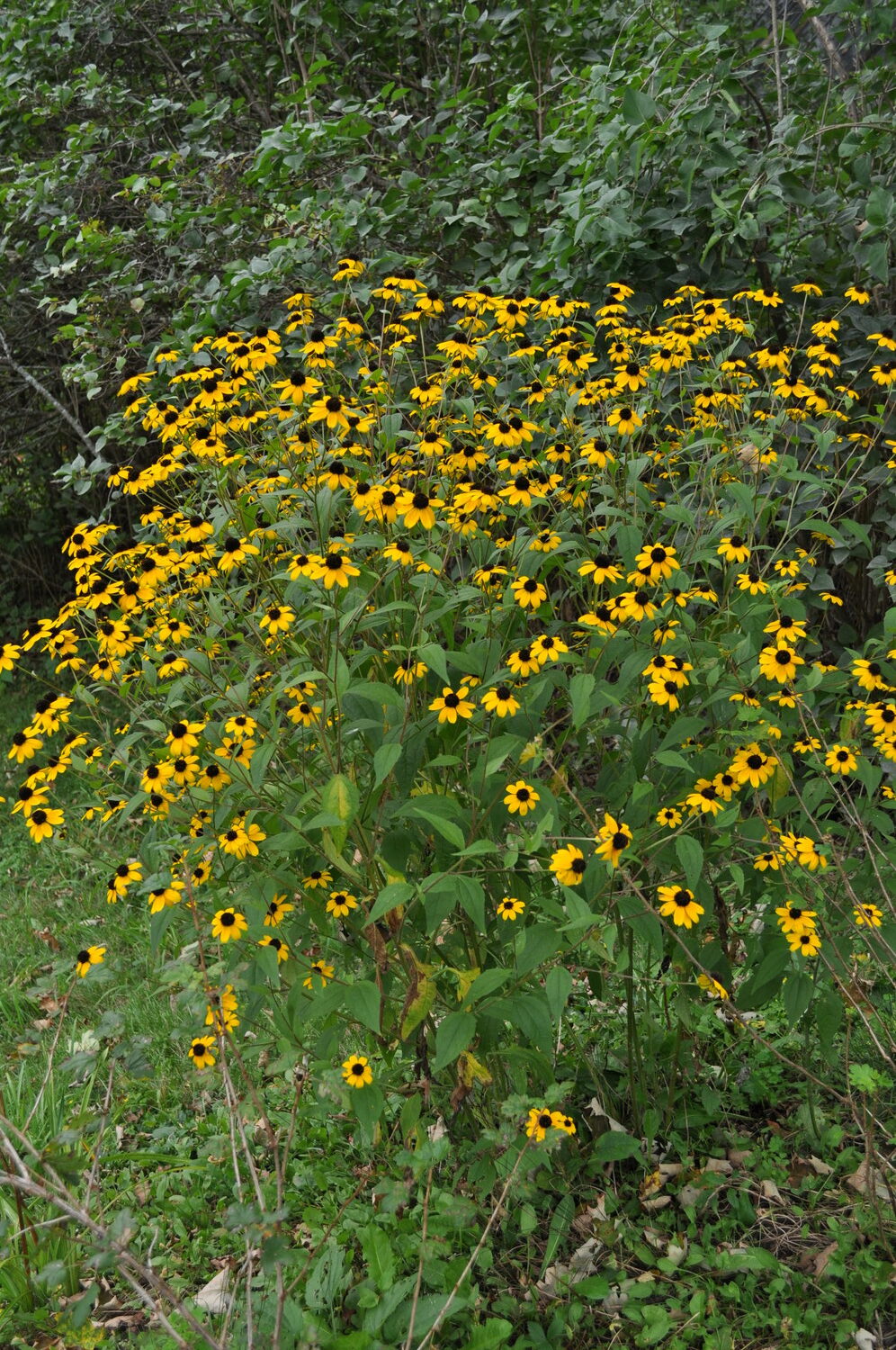 Rudbeckia triloba is a small-flowered Rudbeckia and a native wildflower. It can grow as tall as 6 feet or more (often shorter) and flowers from June through October. The flowers are great for a number of pollinators and several species of birds feed on the seeds.  Self-seeding, it needs to be managed but is not at all invasive. ANDREW MESSINGER