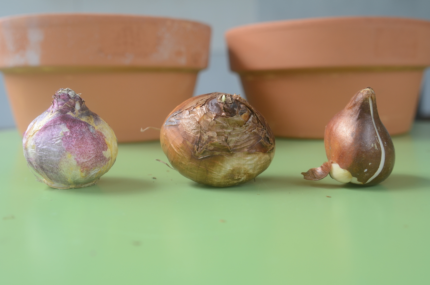 A daffodil bulb, a tulip bulb and a hyacinth bulb. Which is which though?  Hint: The tulip is on the far right. Note that it has a flat(ish) side and a rounded side. Important to remember when potting. ANDREW MESSINGER