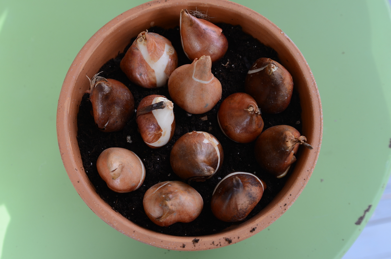 Twelve tulip bulbs set in a 10-inch clay pot. The last step is to fill the spaces with the potting soil. The bulbs should be surrounded by the soil with the 