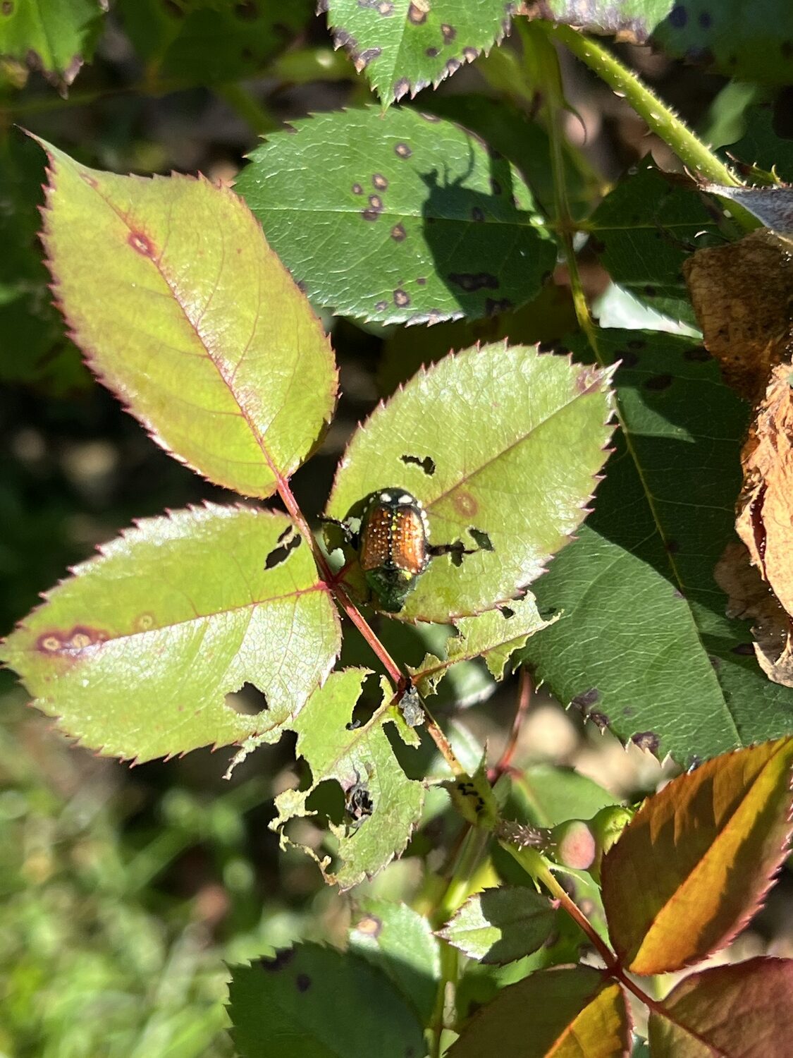 Japanese beetles usually feed on roses (here) and hibiscus plants for about five weeks beginning around July Fourth.  This feeding and damage was taking place on October 8.  Climate change?
ANDREW MESSINGER