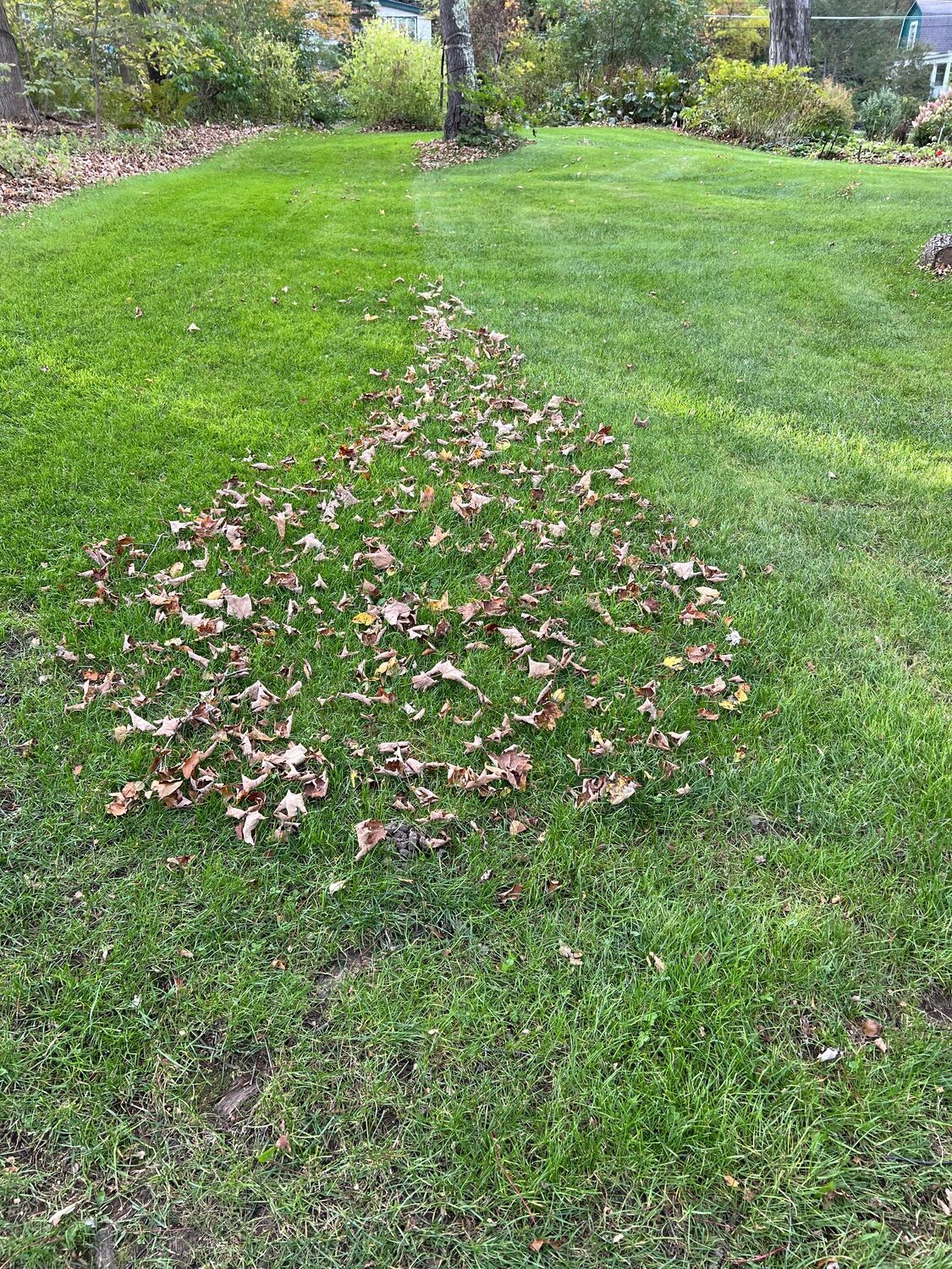 When mowing to cut grass and mulch leaves at the same time, start in the center and let the mower move the mulched material to the sides.  But a small miscalculation or bad planning can result in this problem. A quick once over with the mower will make this mistake disappear in seconds though. ANDREW MESSINGER