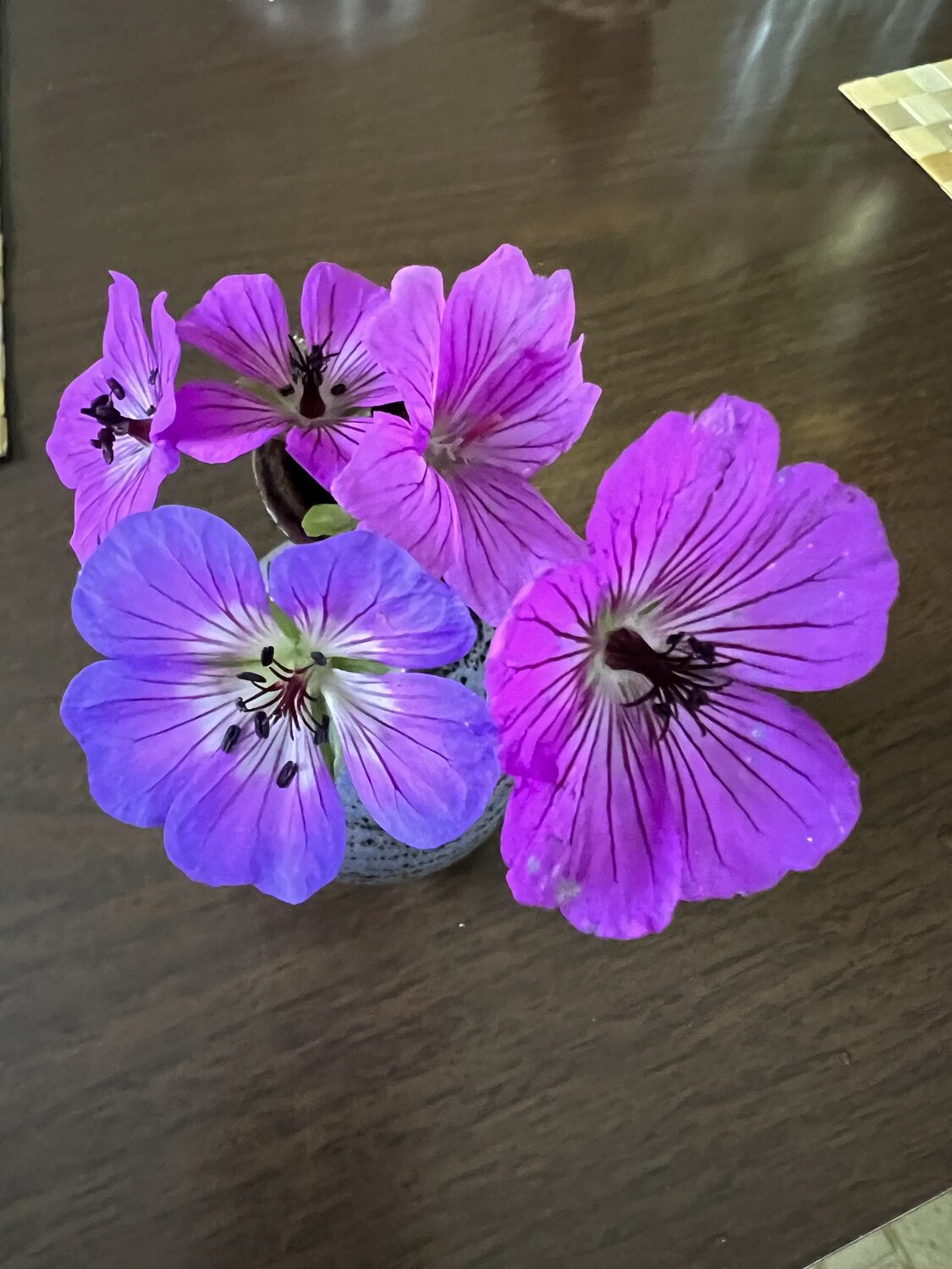 A collection of four perennial geranium flowers in a 3-inch-tall vase.  The flowers only last a day but are plentiful in the fall and easily replaced.  ANDREW MESSINGER