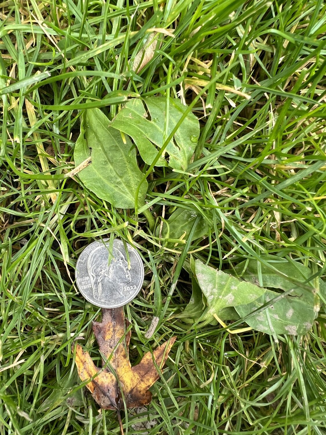One of the two common plantains found in most lawns. This is this year's seedling, which will have a small root and is easy to remove with a weeding tool. If left in the lawn it will flower next spring and drop hundreds of seeds.