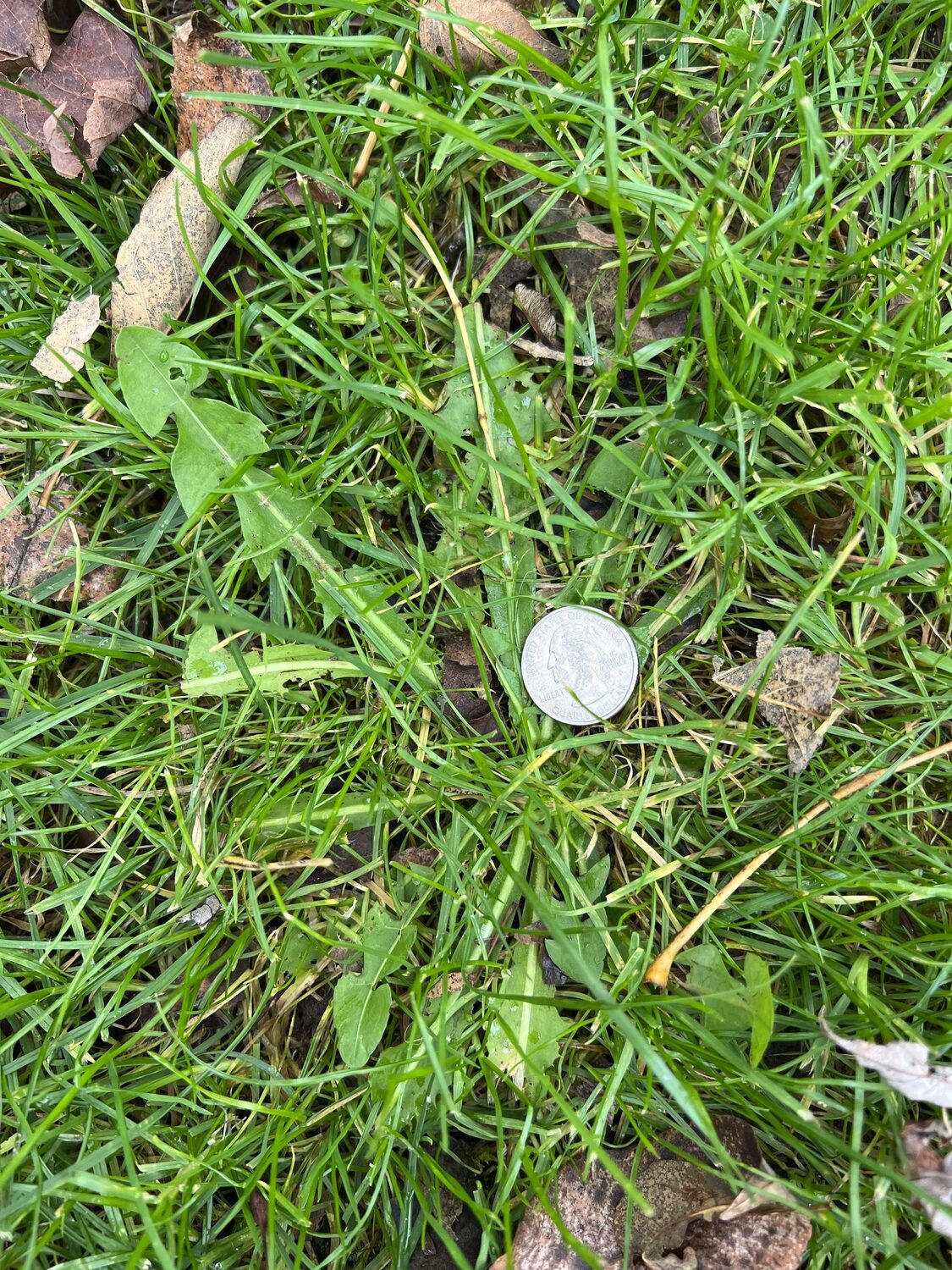 One of the most common lawn weeds is the dandelion. This is actually a seedling, which will bloom next spring providing hundreds of new possibilities to invade your lawn. A broad-leaf perennial weed, dandelions are easily addressed in the fall so they don’t become an issue next year.  ANDREW MESSINGER