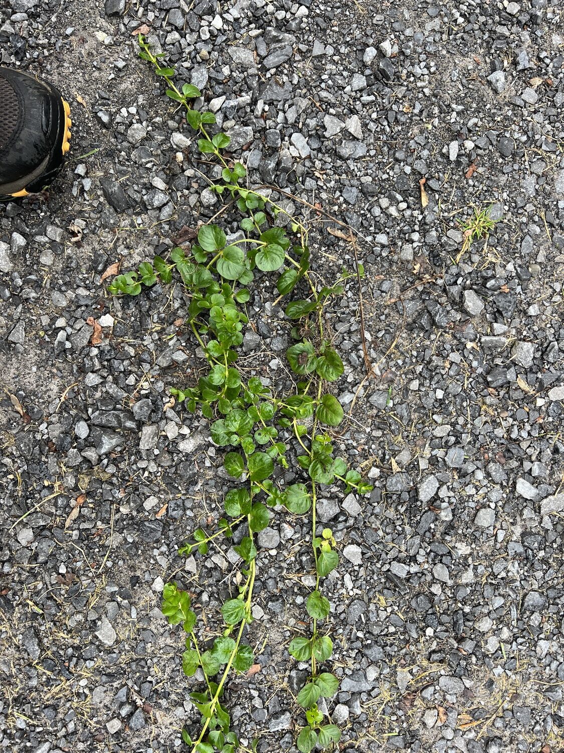 An entire creeping Jenny extricated from the garden. This single plant had multiple shoots or runners, and if you look at the right-most runner you can see where each leaf node had tiny white roots that attached to the soil. Just leave one of these rooted nodes behind and the weed has the beginnings of next year's wanderlust. This plant from last summer was about 2 feet long with over 10 tendrils.  ANDREW MESSINGER