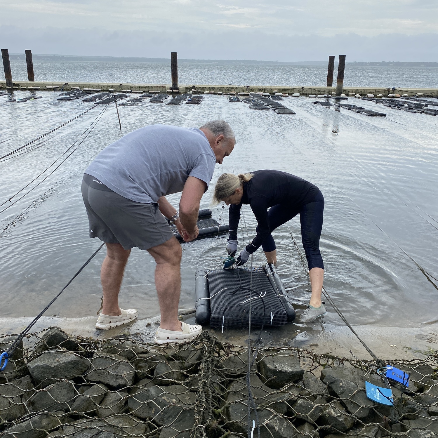 Members of the SPAT program at Tiana Bayside pulling their cages from the water. KIM COVELL