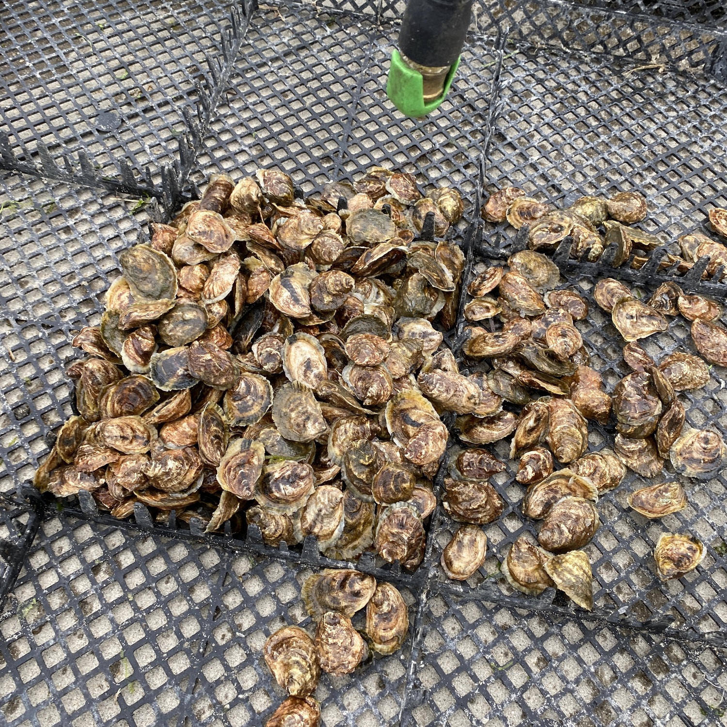 Oysters on the dock.