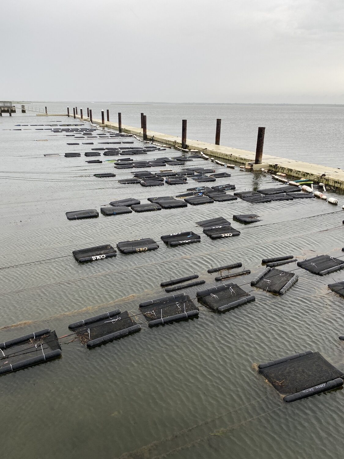 The cages tied to the docks at Tiana Bayside.