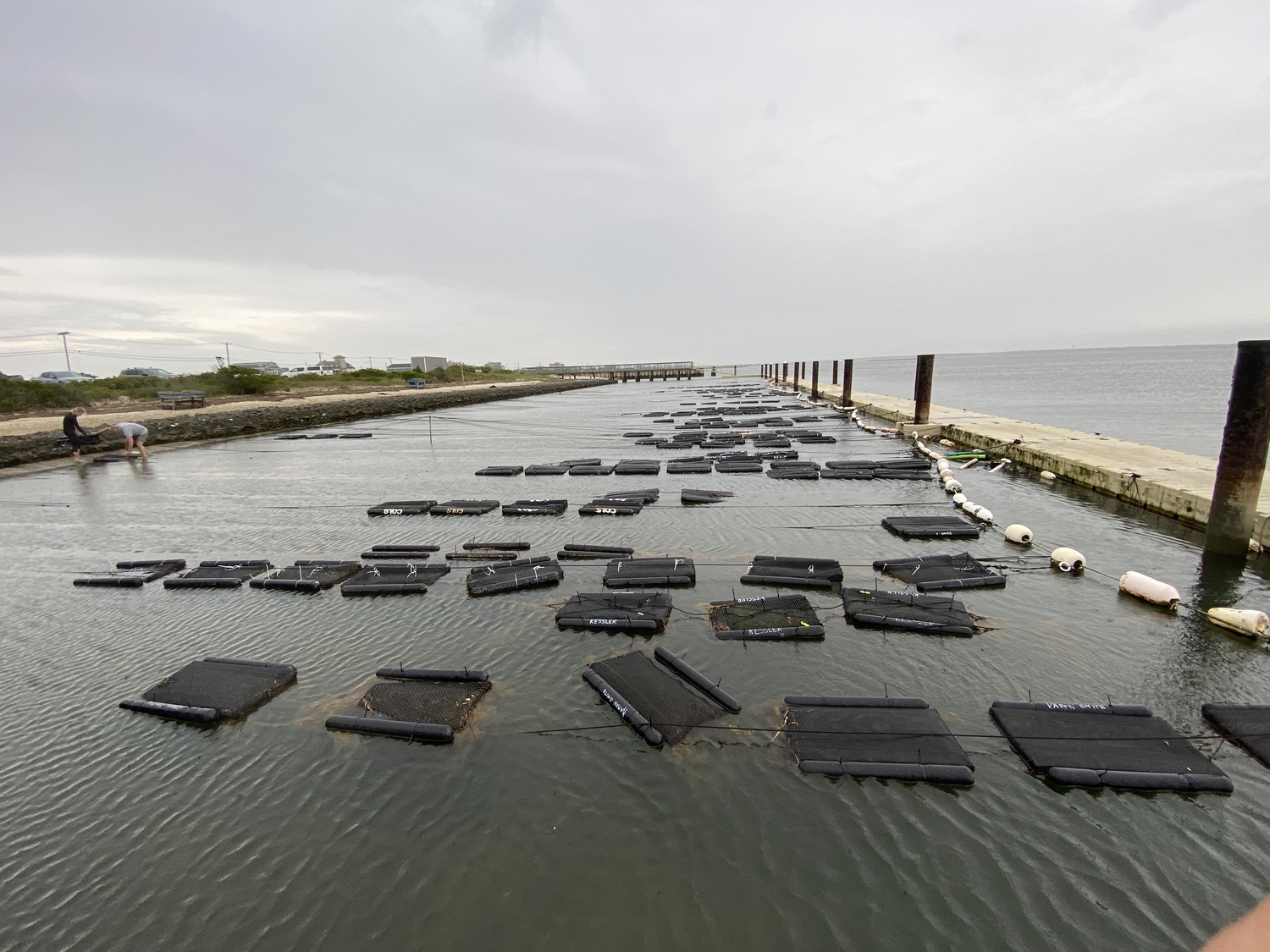 The cages tied to the docks at Tiana Bayside.