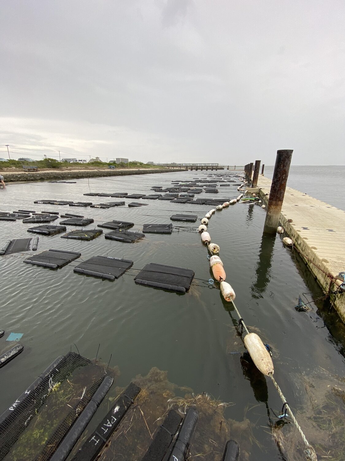 The cages tied to the docks at Tiana Bayside.