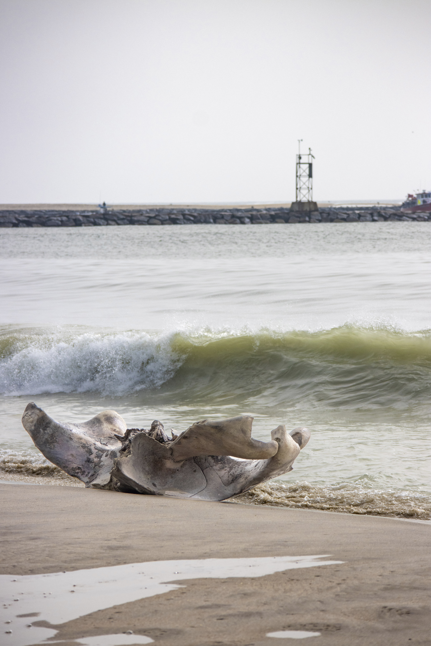 A dead humpback whale that was buried on the beach this summer after drifting into Shinnecock Bay through the inlet, had to be re-buried last week at a new site, after storms scoured sand from its burial site and exposed its remains.  MICHAEL O'CONNOR