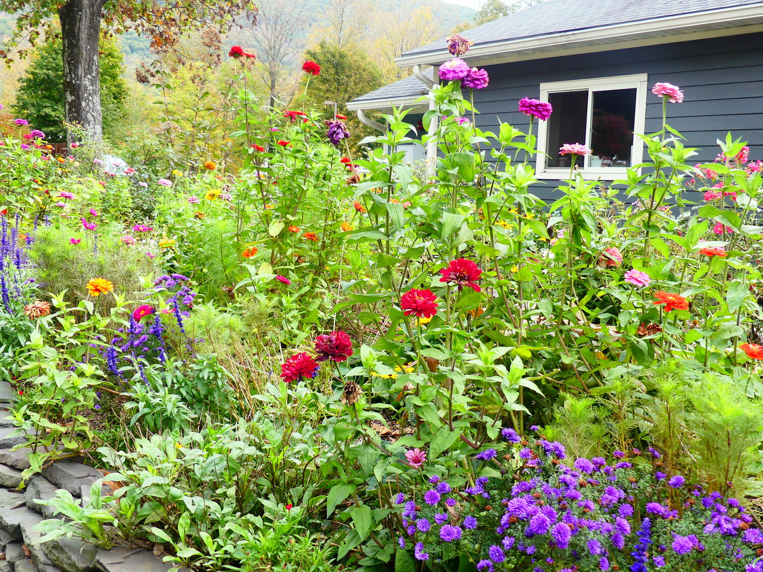 A flower garden outside a restaurant greets visitors but also supplies fall cut flowers for table arrangements.  Note the zinnias of various heights and colors as well as the blue salvia.  ANDREW MESSINGER