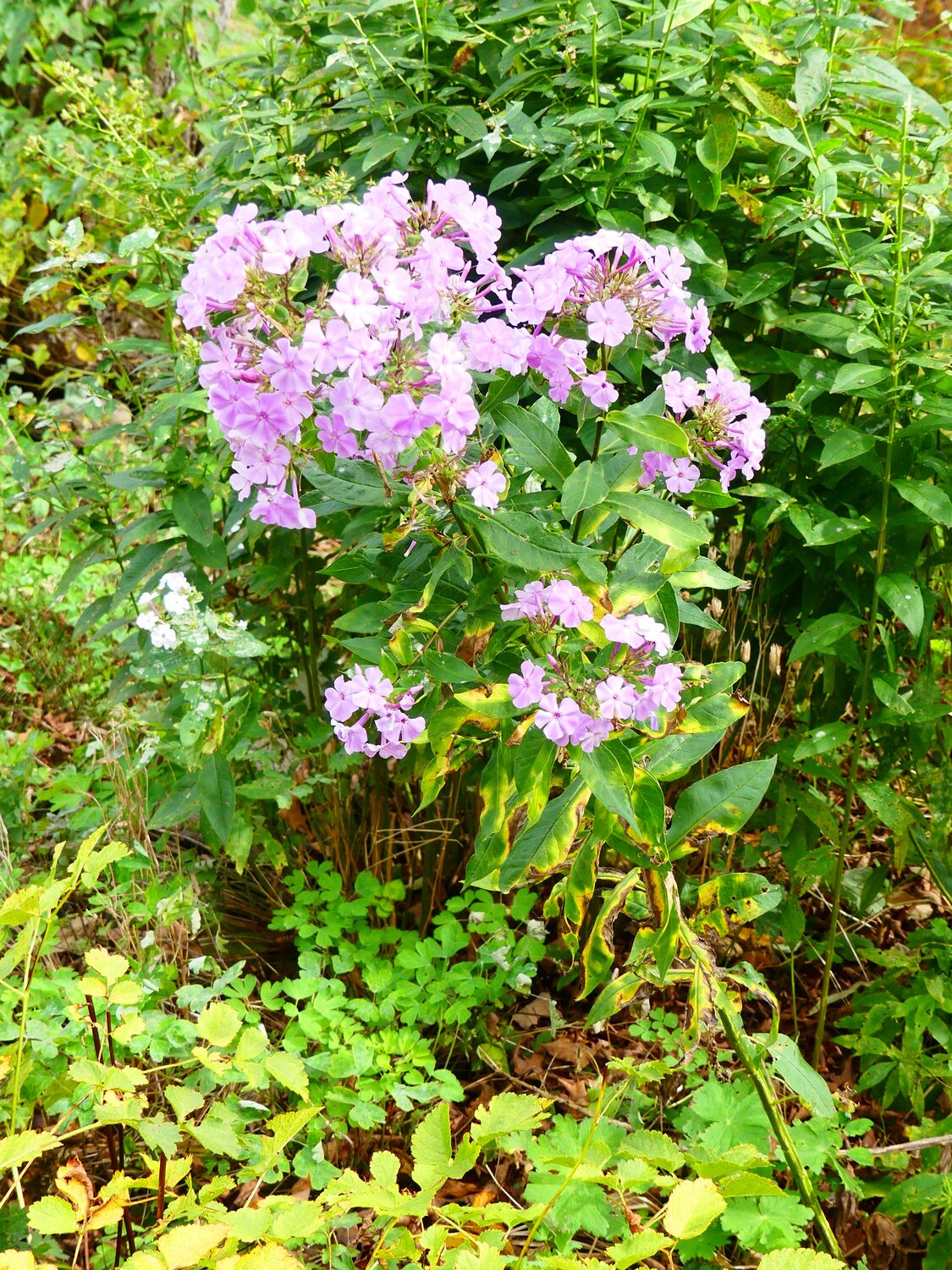 Once called fall phlox, the older, traditional Phlox paniculata flowers in September and October with long stems and lightly scented blooms. Unsightly foliage is easily trimmed away from the long stems, which can be cut to size as needed.  ANDREW MESSINGER