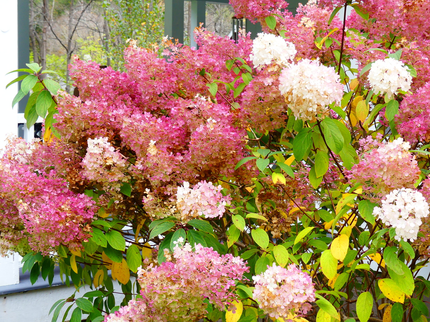 Hydrangea flowers on the same plant in various shades of white to pink make nice cuts with strong, woody stems.  ANDREW MESSINGER
