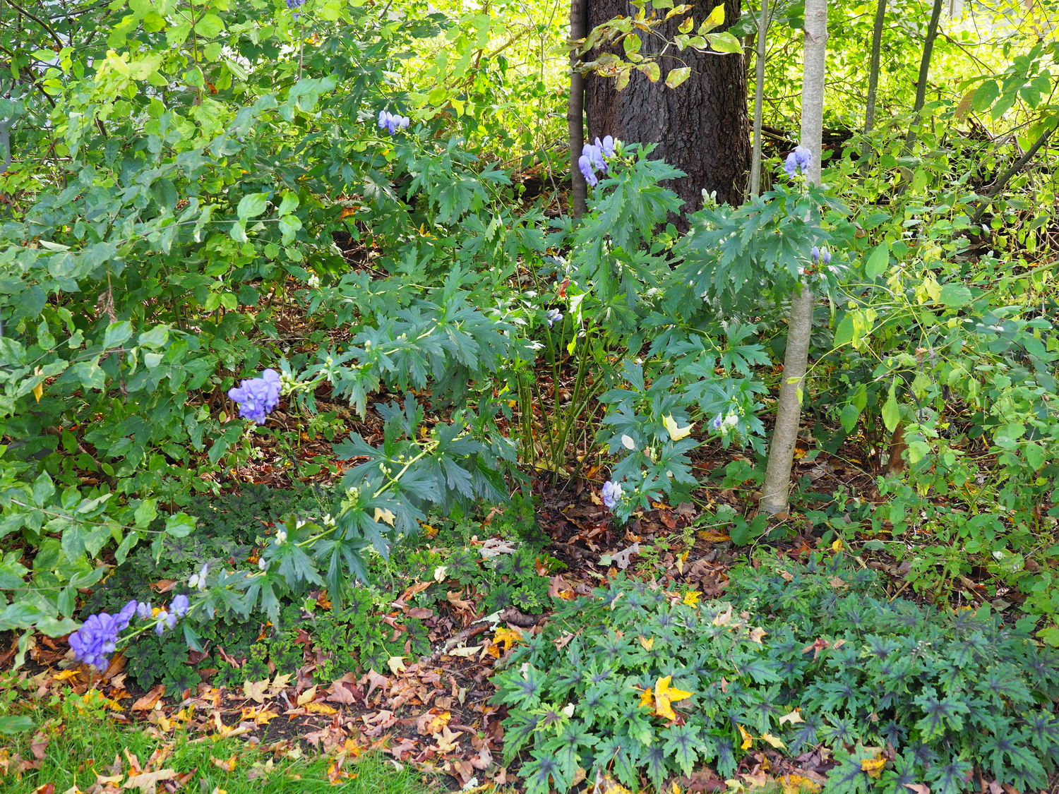 Aconitum nepellus growing in shade, like this one, will have very long stems that are budded from top to bottom. The stems can  be trimmed as needed and the plant will be more compact if it receives more sun.   ANDREW MESSINGER