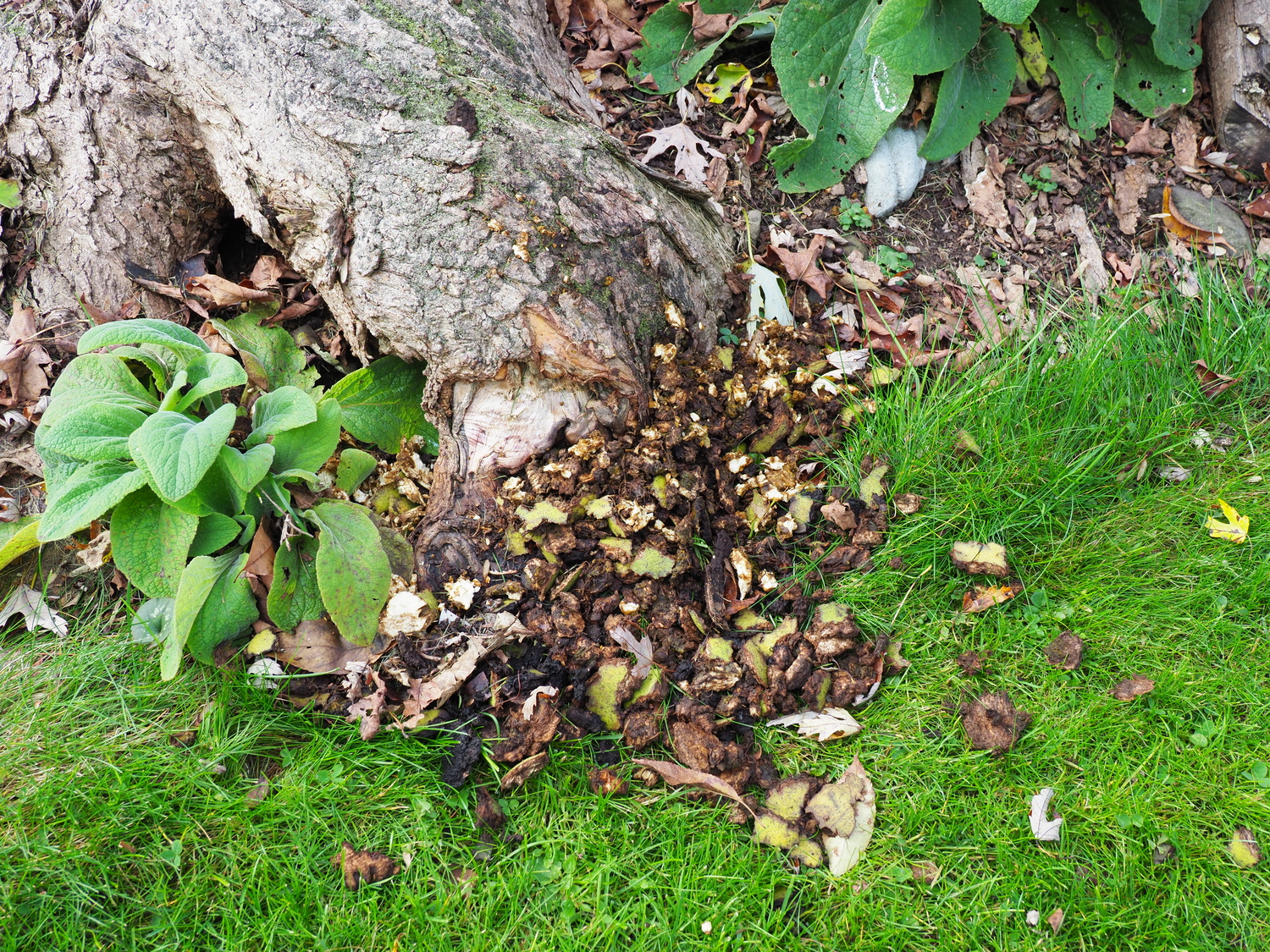 A gray squirrel sat at the base of this maple tree stripping off the black walnut husk shell leaving behind a deposit of juglone rich debris? Will the grass survive? Will the Digitalis to the left come back next year? ANDREW MESSINGER
