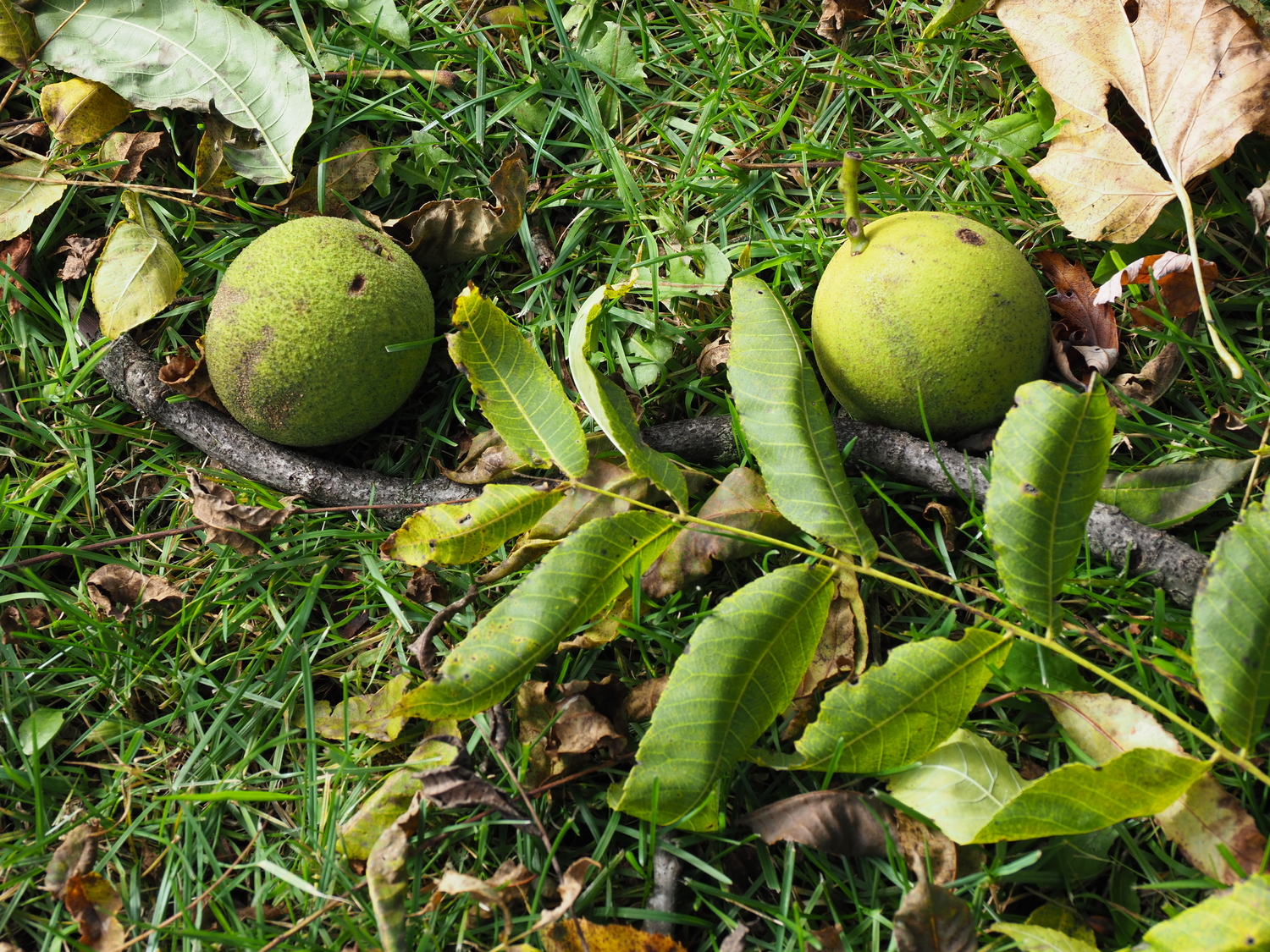 Under an old and very tall black walnut tree you can find dozens and dozens of fallen husked walnuts. About the size of a tennis ball, the nuts inside are an important source of late-winter food for many local squirrels who secret them under outdoor stairs, in garages, tool sheds and in the ground. ANDREW MESSINGER
