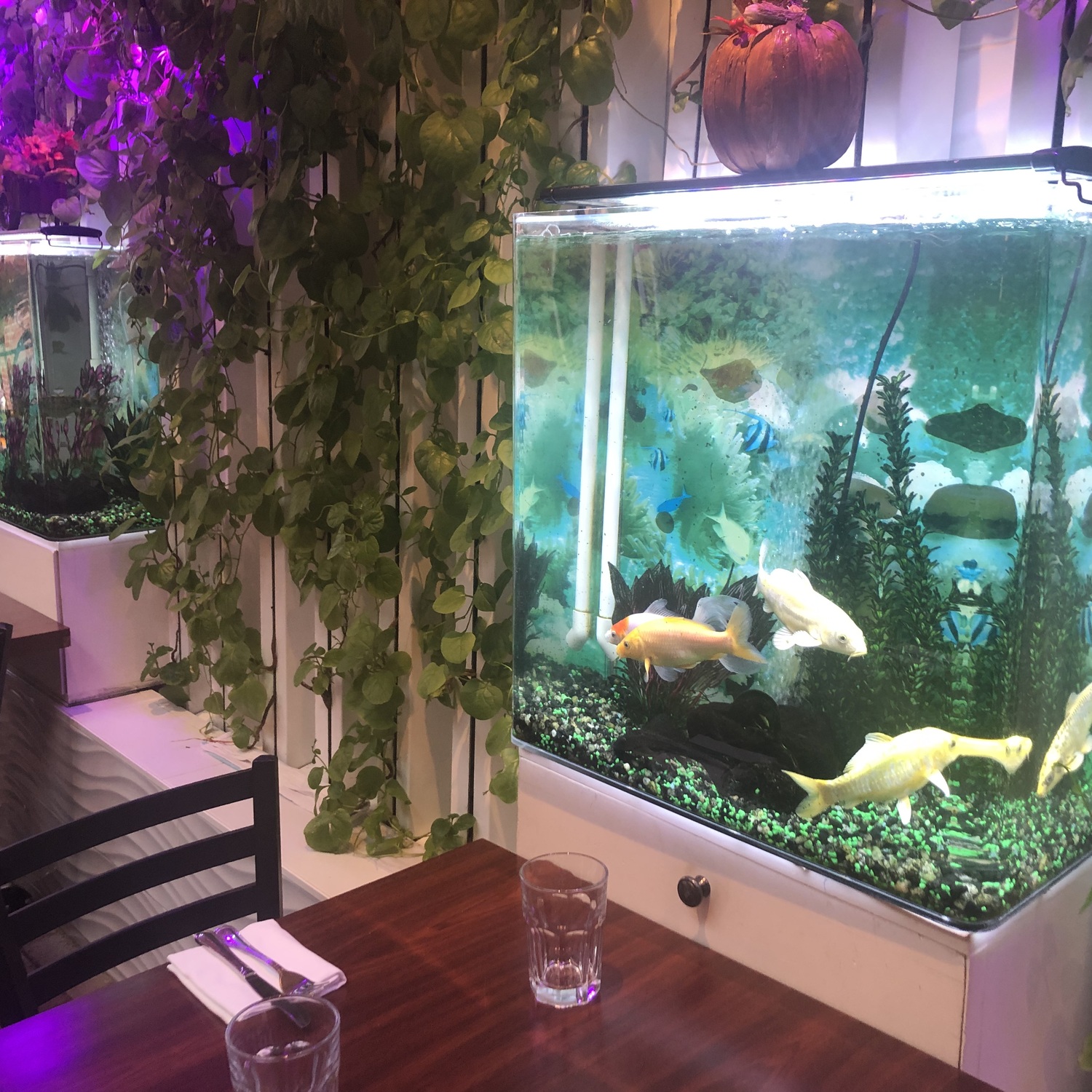 Page Restaurant in Sag Harbor gets creative using an Aquaponics System to filter water through their tropical fish tanks to feed this spinach-covered wall, and micro-greens such as basil, mint and baby kale.  JENNY NOBLE