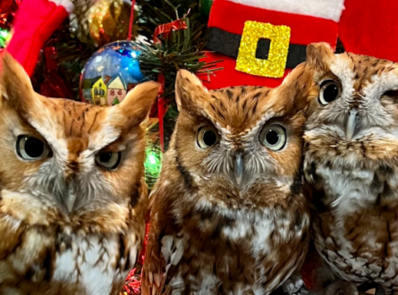 Santa Selfies with Birds of Prey