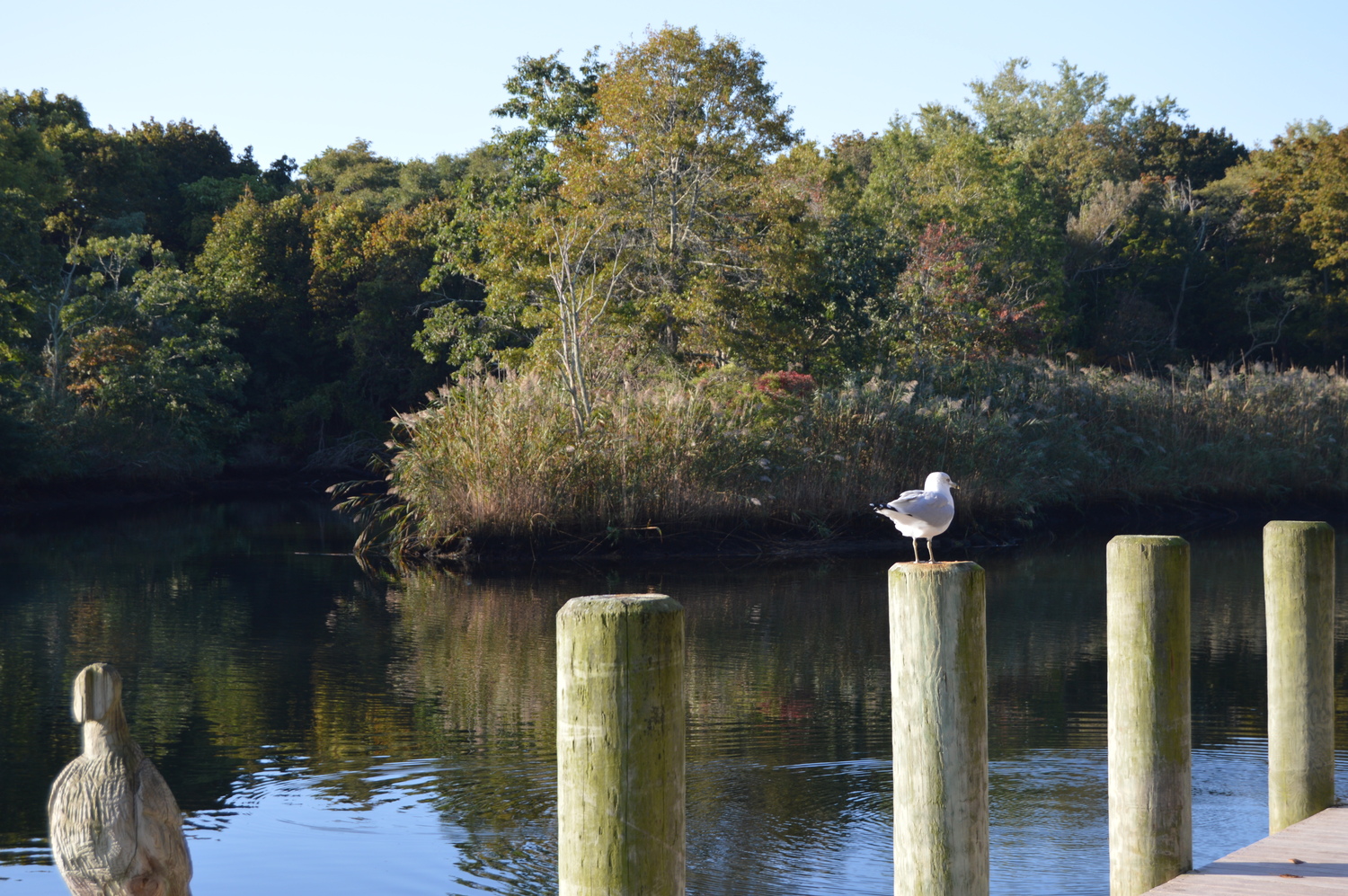 A seagull patiently awaits long-desired construction of Riverside Maritime Trail along the Peconic River. TOM GOGOLA