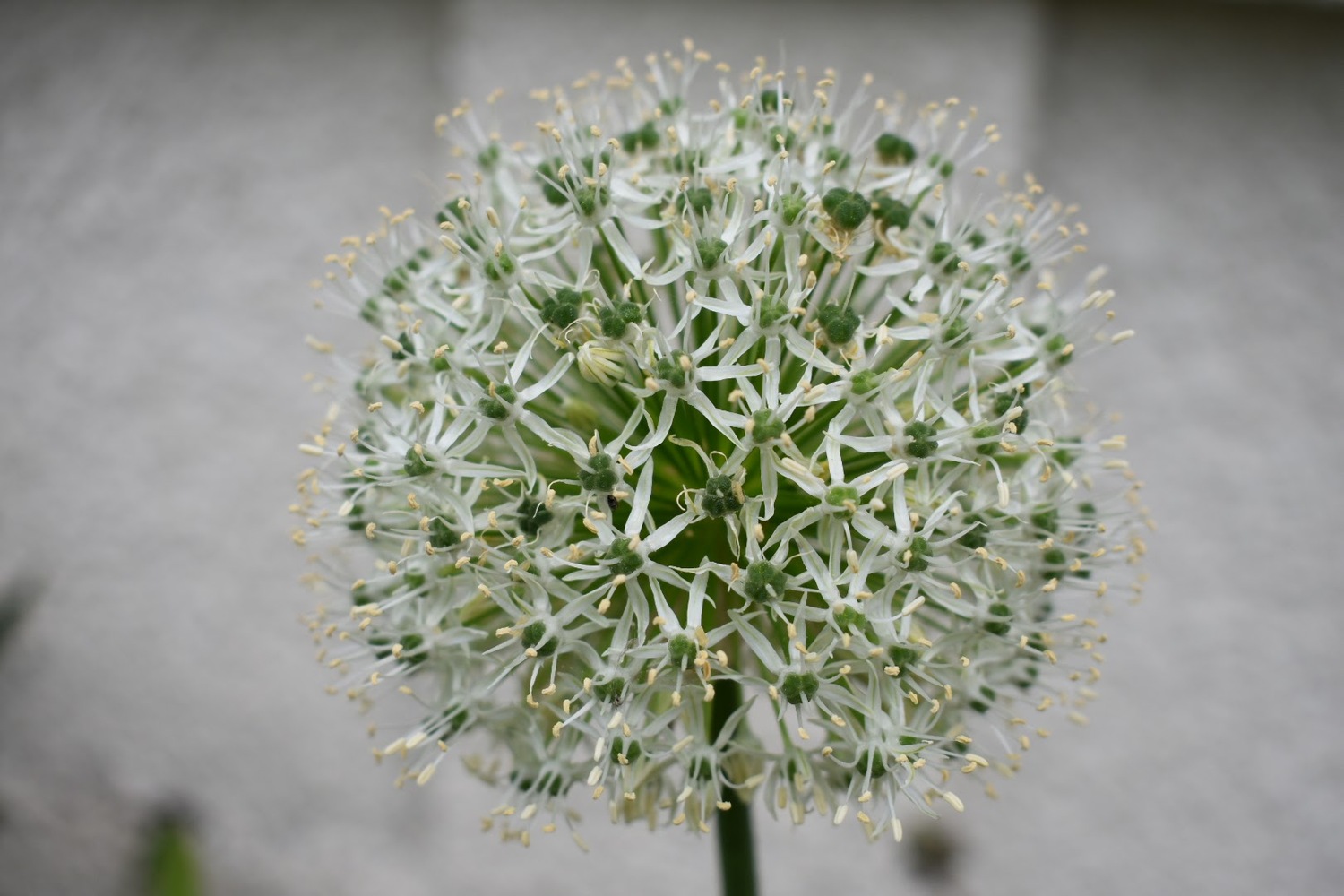 A white ornamental Allium. BRENDAN J. O'REILLY