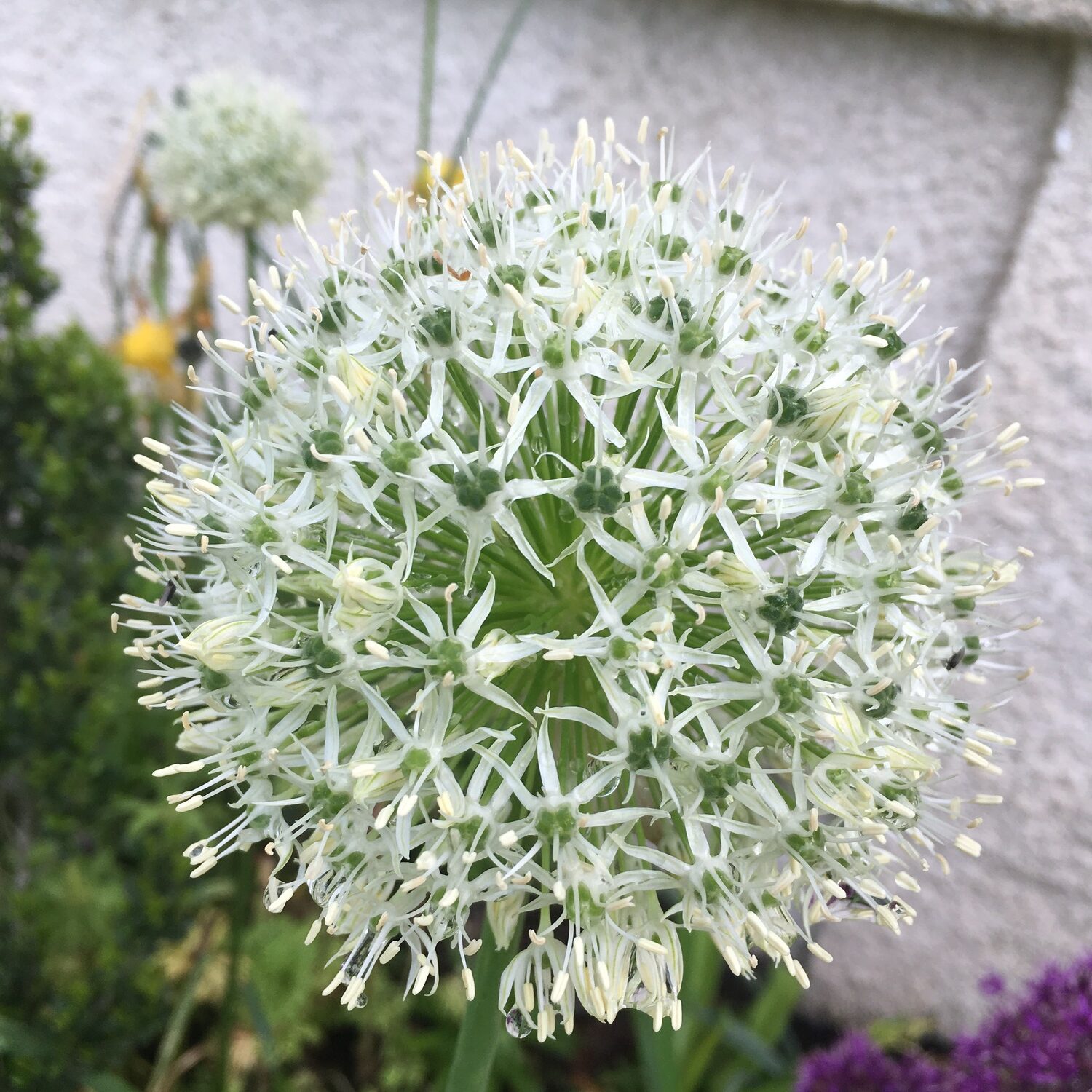 A white ornamental Allium. BRENDAN J. O'REILLY