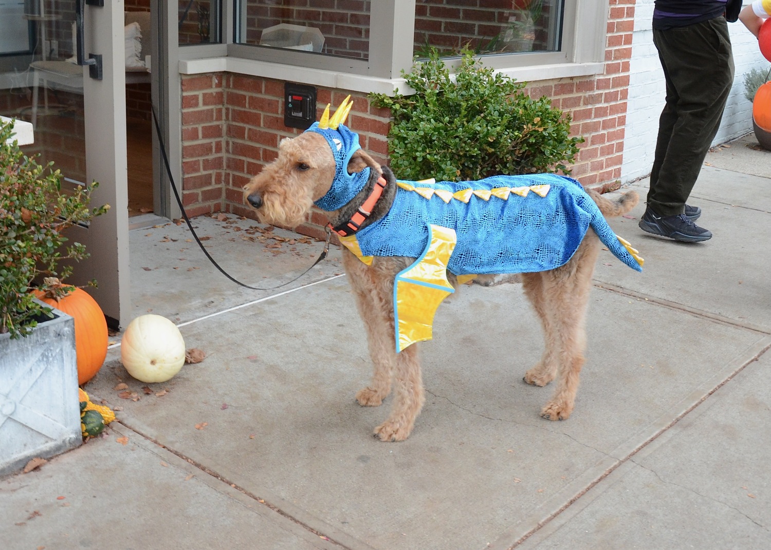 On the Pumpkin Trail in Sag Harbor on Halloween.