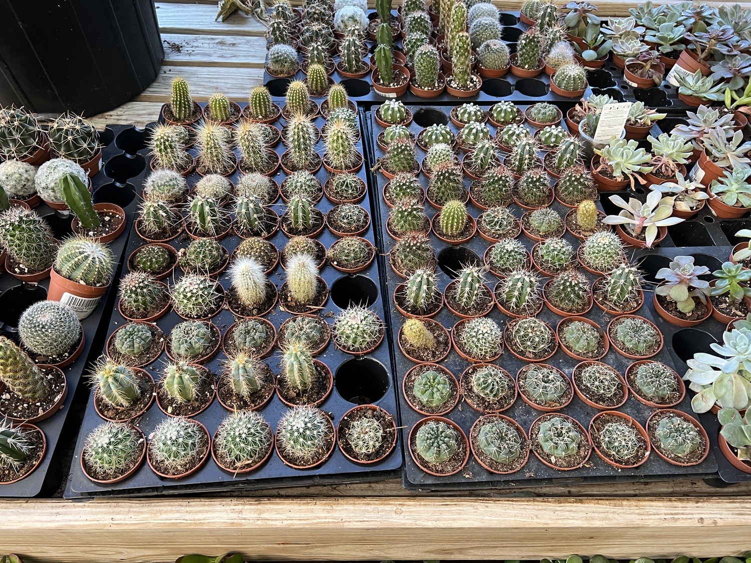 A great way to start a plant collection, in this case cacti, is to buy them when they are small and in small pots. These are in 2.5-inch pots, and soon they’ll be ready for larger pots. They look small now but under the right growing conditions all of them will get quite large and yes, with the right light they will also flower.
ANDREW MESSINGER