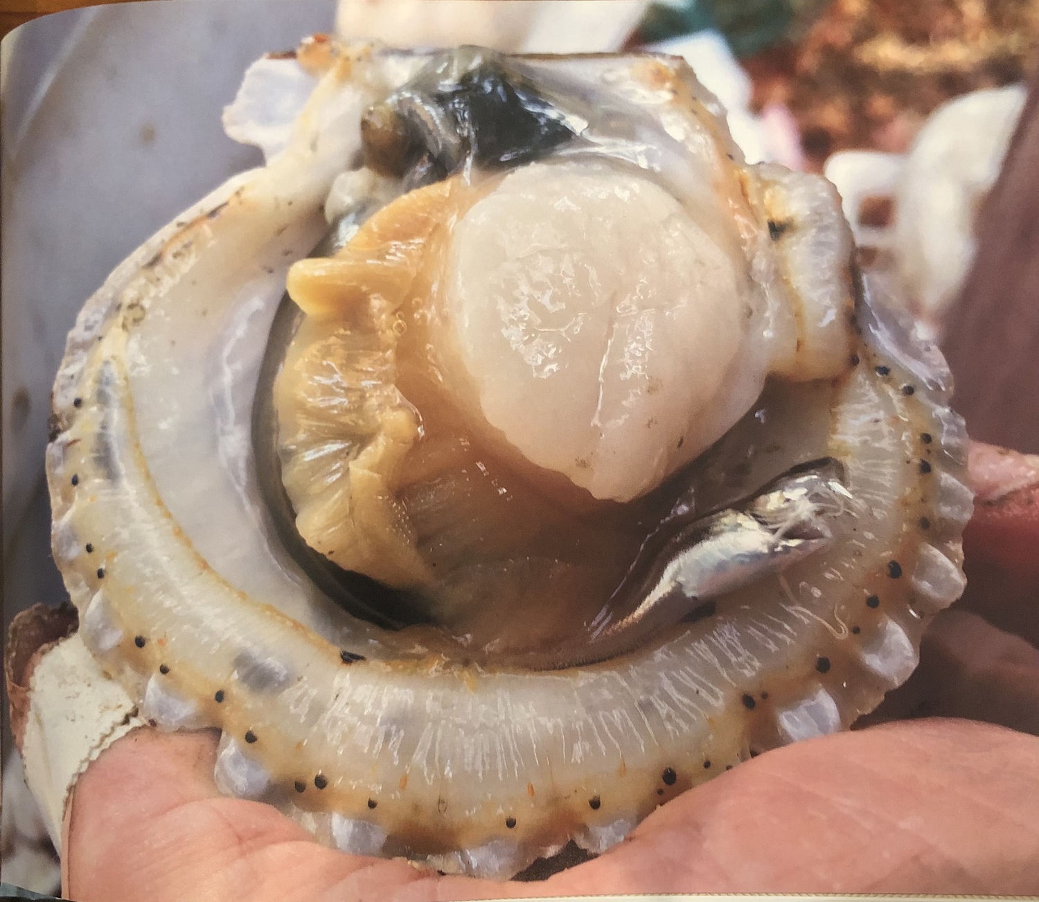 It's been another lackluster season for scallops.