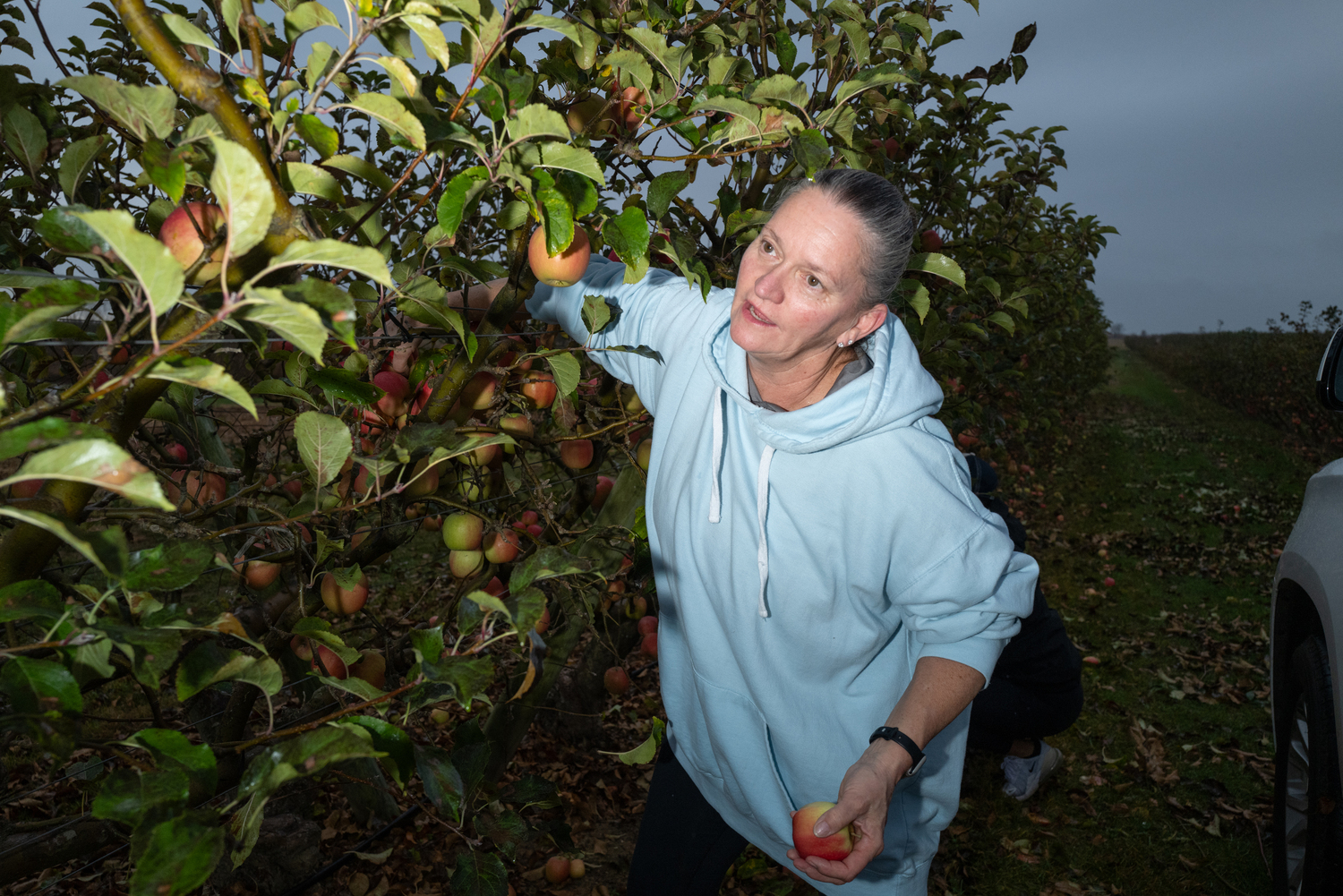Fran Nill was up early Saturday morning picking extra apples at Halsey Farm in Water Mill. LORI HAWKINS