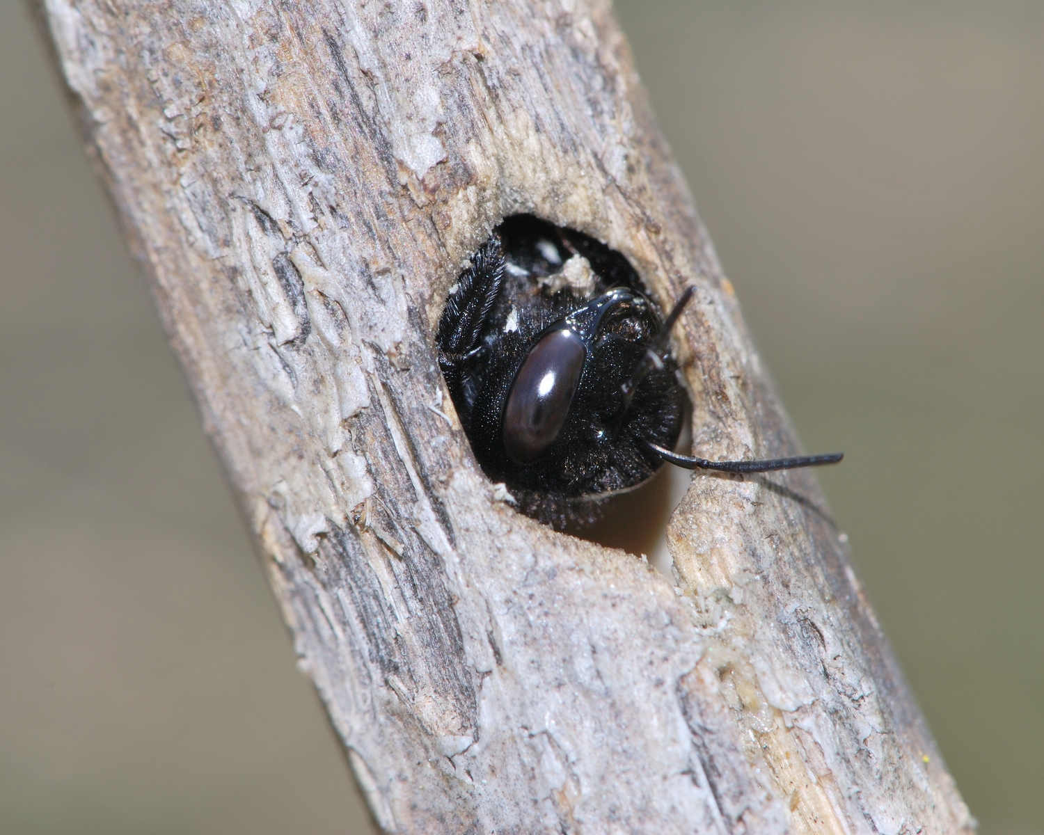 Many solitary bee species overwinter in hollow stems.  GIDEON PISANTY, CC BY-SA 3.0 DEED