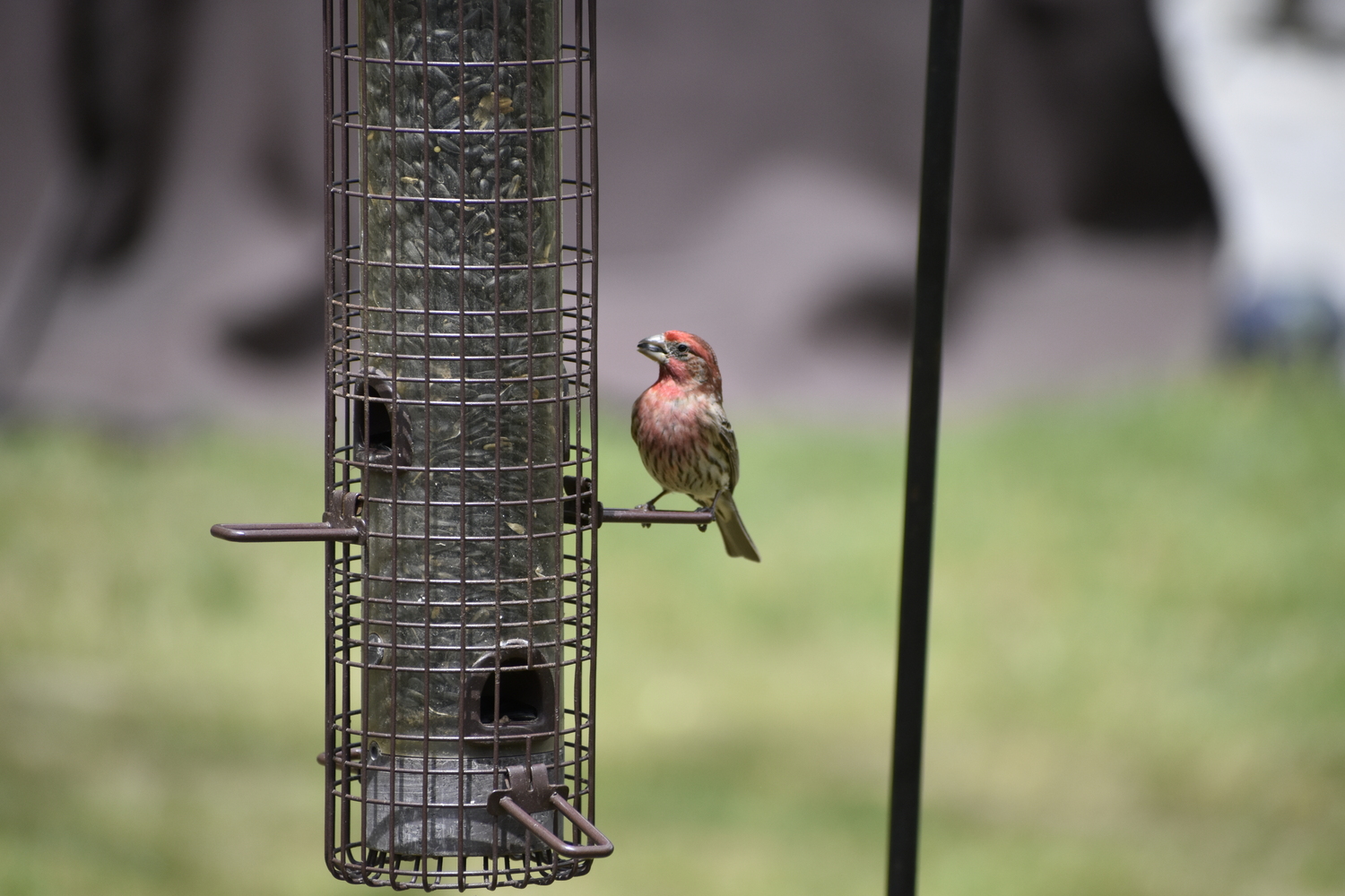 A house finch on a tube feeder. BRENDAN J. O'REILLY