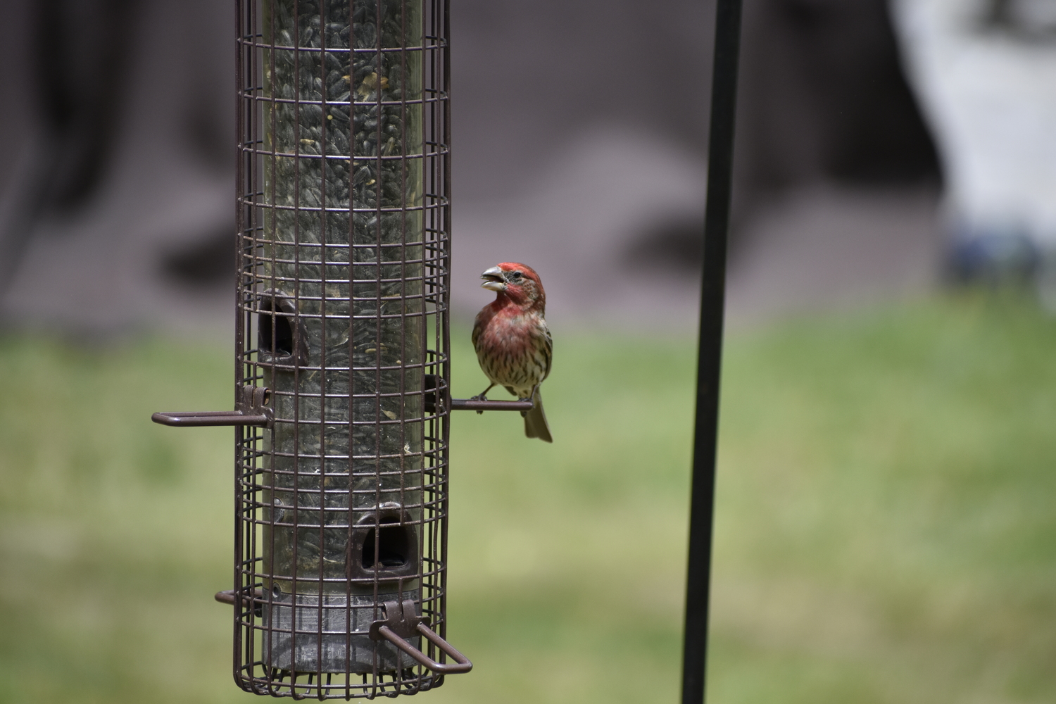 A house finch on a tube feeder. BRENDAN J. O'REILLY