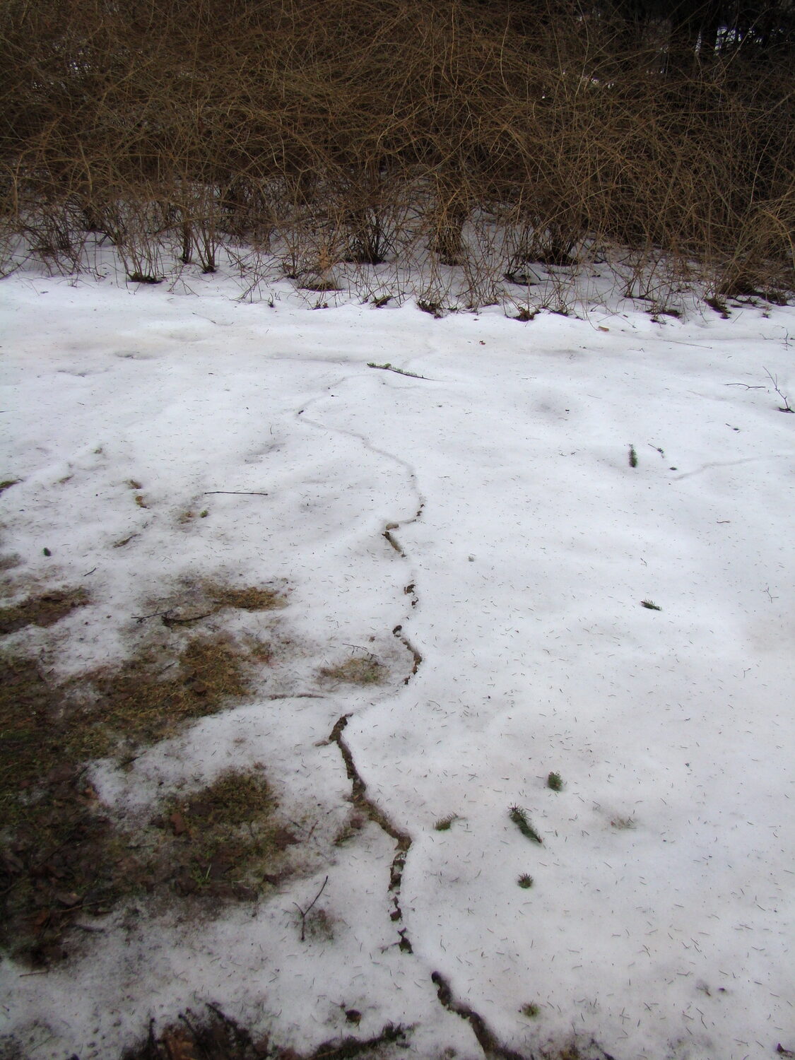 Are your voles active in the winter? As snow melts look for their telltale runways (center bottom to top) in the snow but above the ground. This trail leads to a lightly wooded spot at the edge of the lawn where the voles hide from predators. Baited (small pieces of apple with peanut butter) traps at the wood's end of the trail should be effective.  Check them daily and rebait as necessary.  ANDREW MESSINGER
