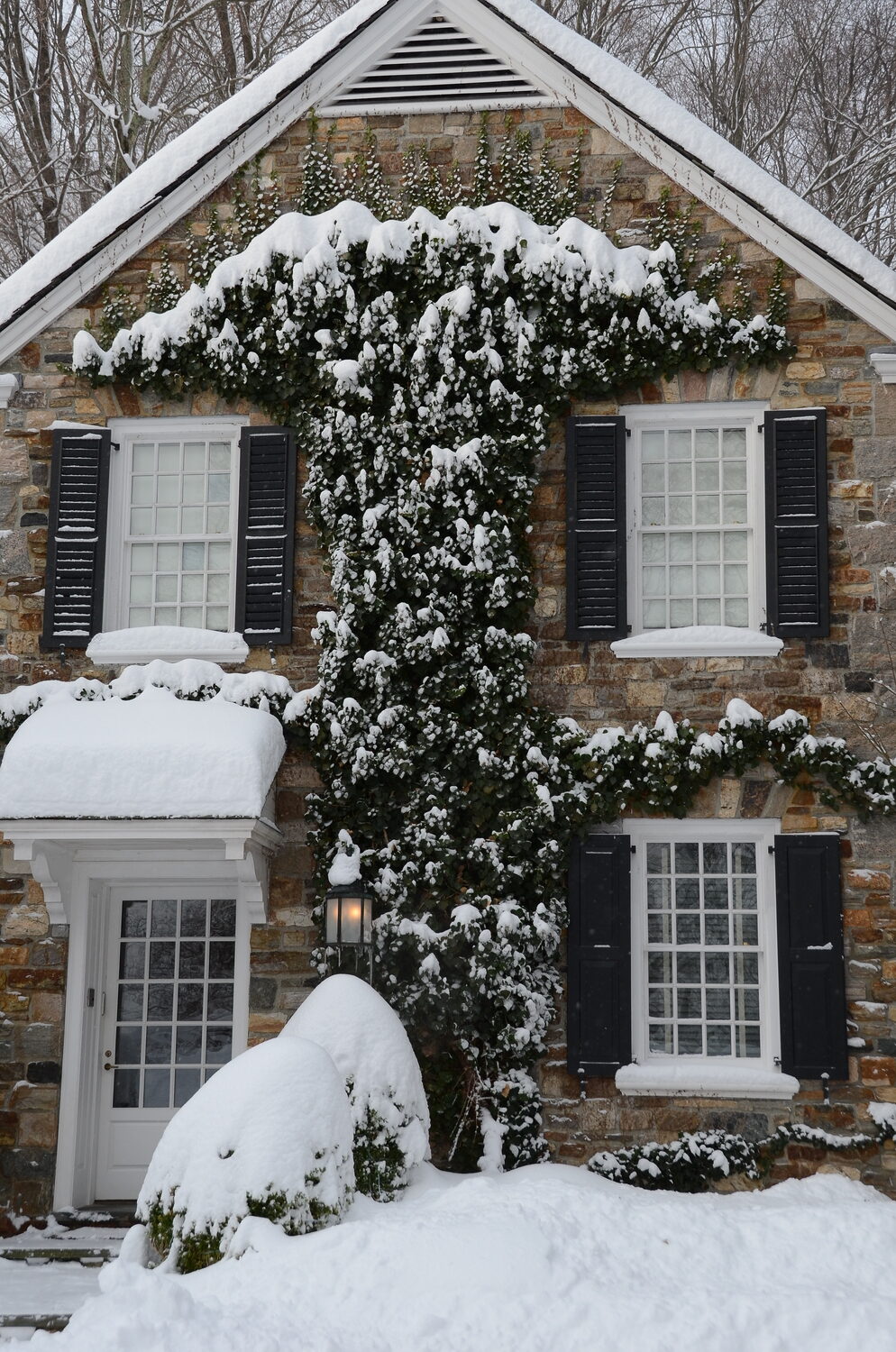 Heavy wet snow can pile up on ivy (center) and rip it off the face of a house resulting in years of lost growth. The boxwood on the lower left can be crushed by snow and ice loads leaving a misshapen and badly damaged shrub that took years to shape and maintain.  ANDREW MESSINGER