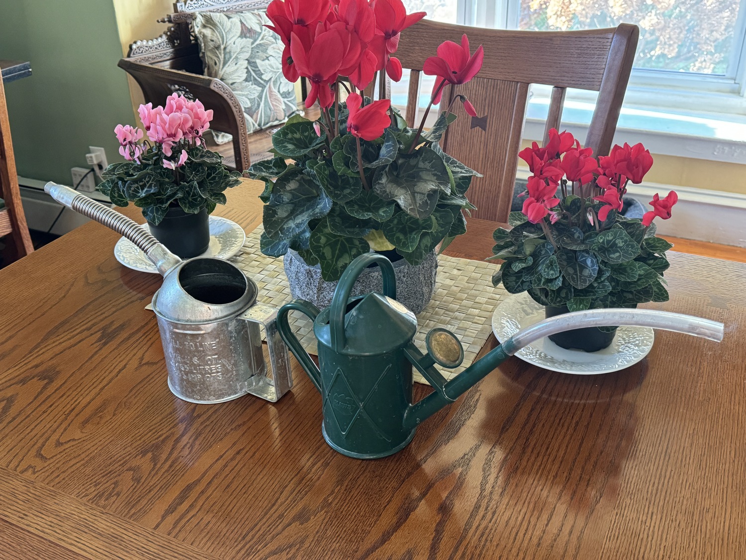 The Haws Bartley Burbler watering can (right) with the rose removed from the spout and a 7-inch length of curved vinyl tubing attached. The tubing allows for watering between the foliage and keeps the water off the foliage and on the soil. On the left is a classic engine oil can (galvanized) with an articulated spout that allows for precise watering with no spilling. ANDREW MESSINGER