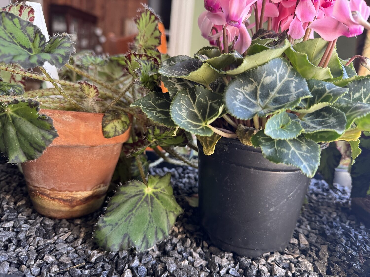 The clay pot on the left allows this Begonia’s roots to 