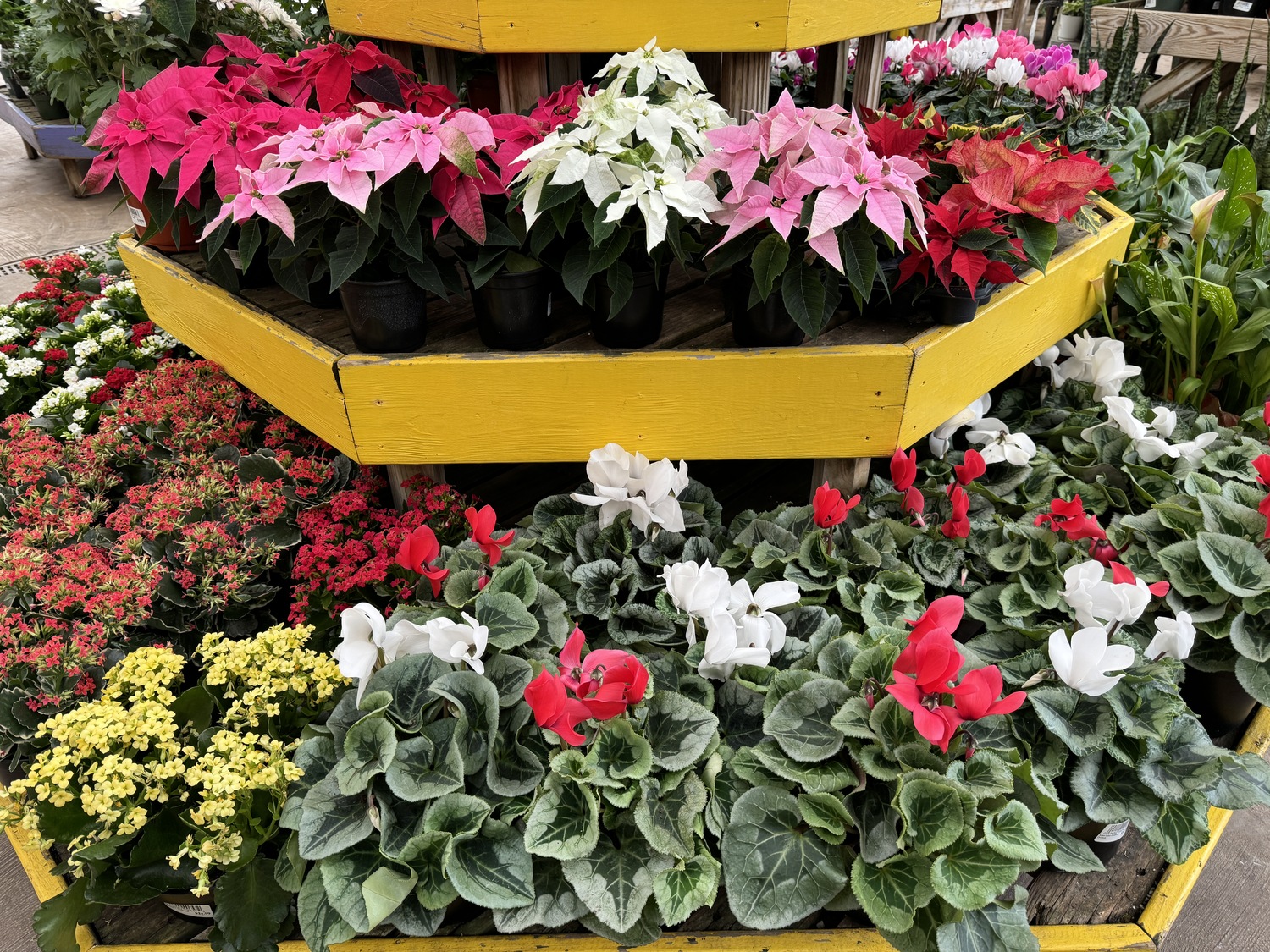 Among the more traditional indoor holiday plant are the poinsettias (top), Kalanchoe (bottom left) and Cyclamen (bottom center). ANDREW MESSINGER