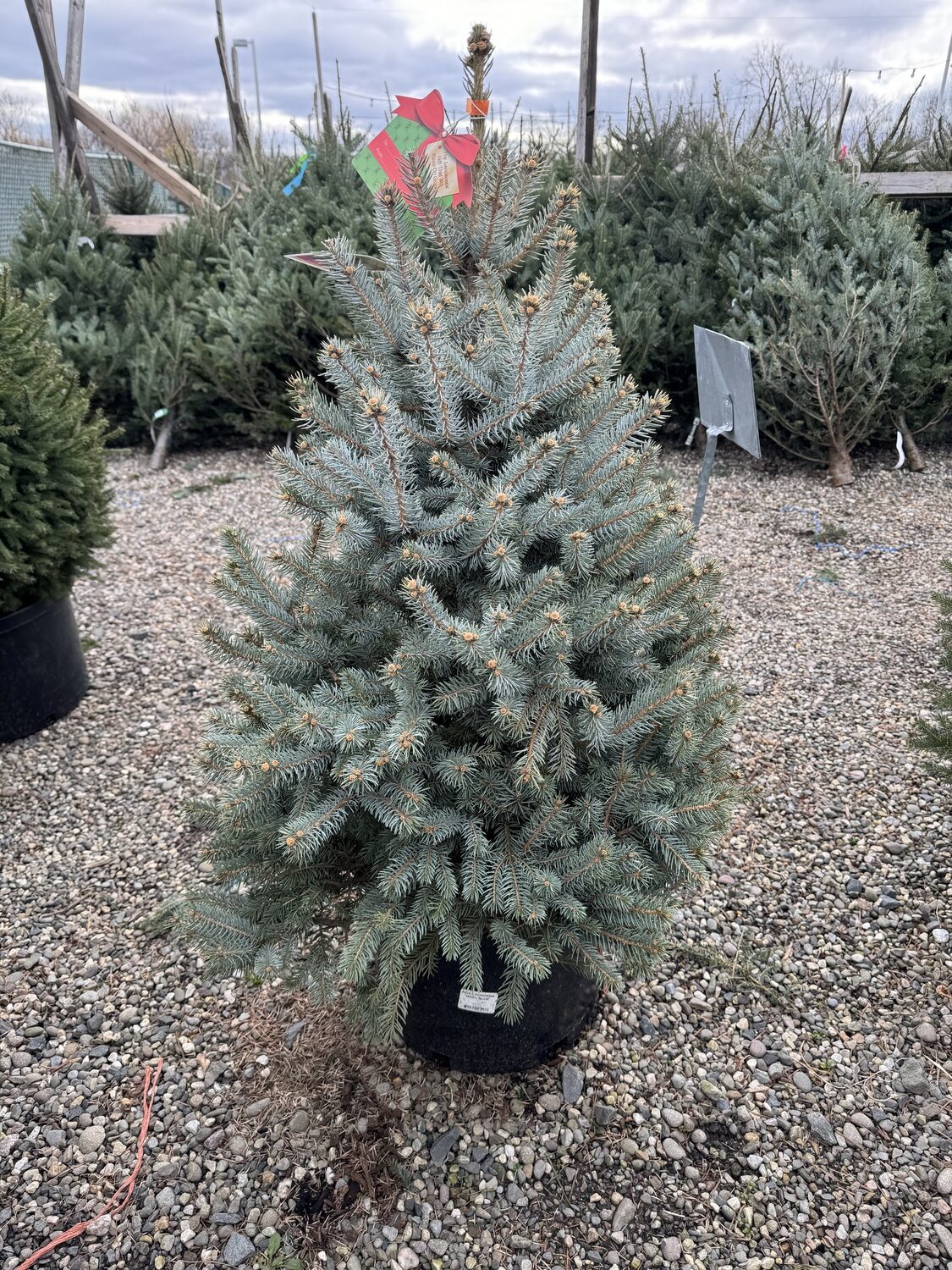 This container-grown (not field-dug them potted) blue spruce has a nice shape and at $169 was the same price as a 