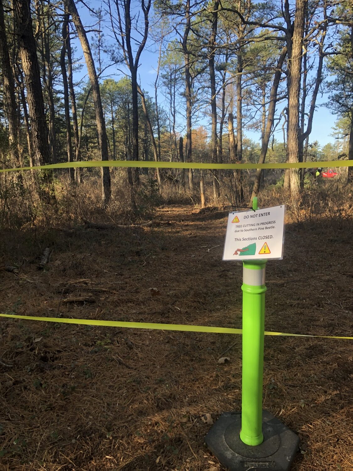Portions of the trails at the Quogue Wildlife Refuge have been temporarily closed down as crews work to cut down trees that have been infested by the Southern Pine Beetle, which is now present in the refuge. CAILIN RILEY